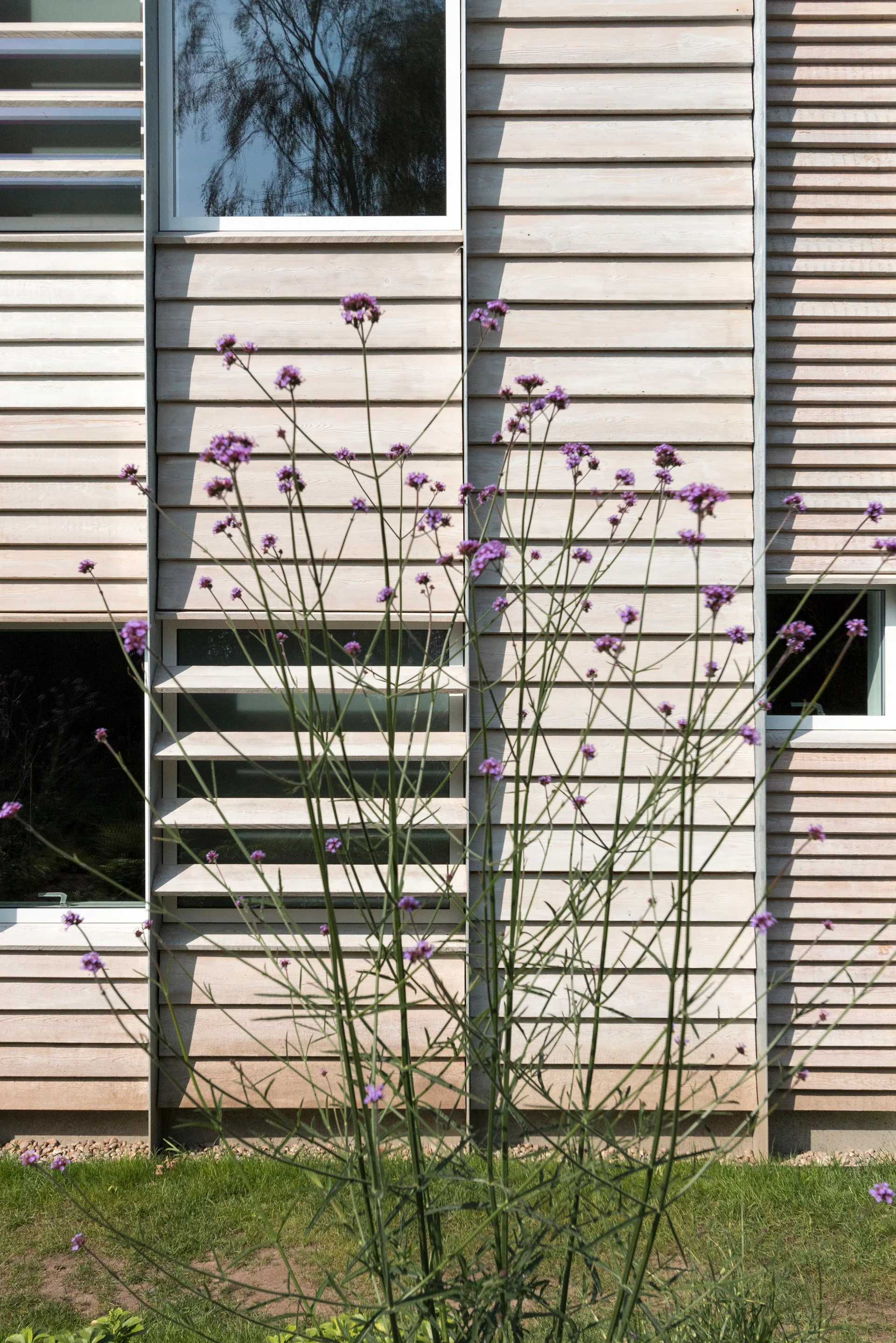 Tall purple flowers stand in front of a modern home exterior featuring horizontal light timber cladding and windows with slatted wooden louvres.