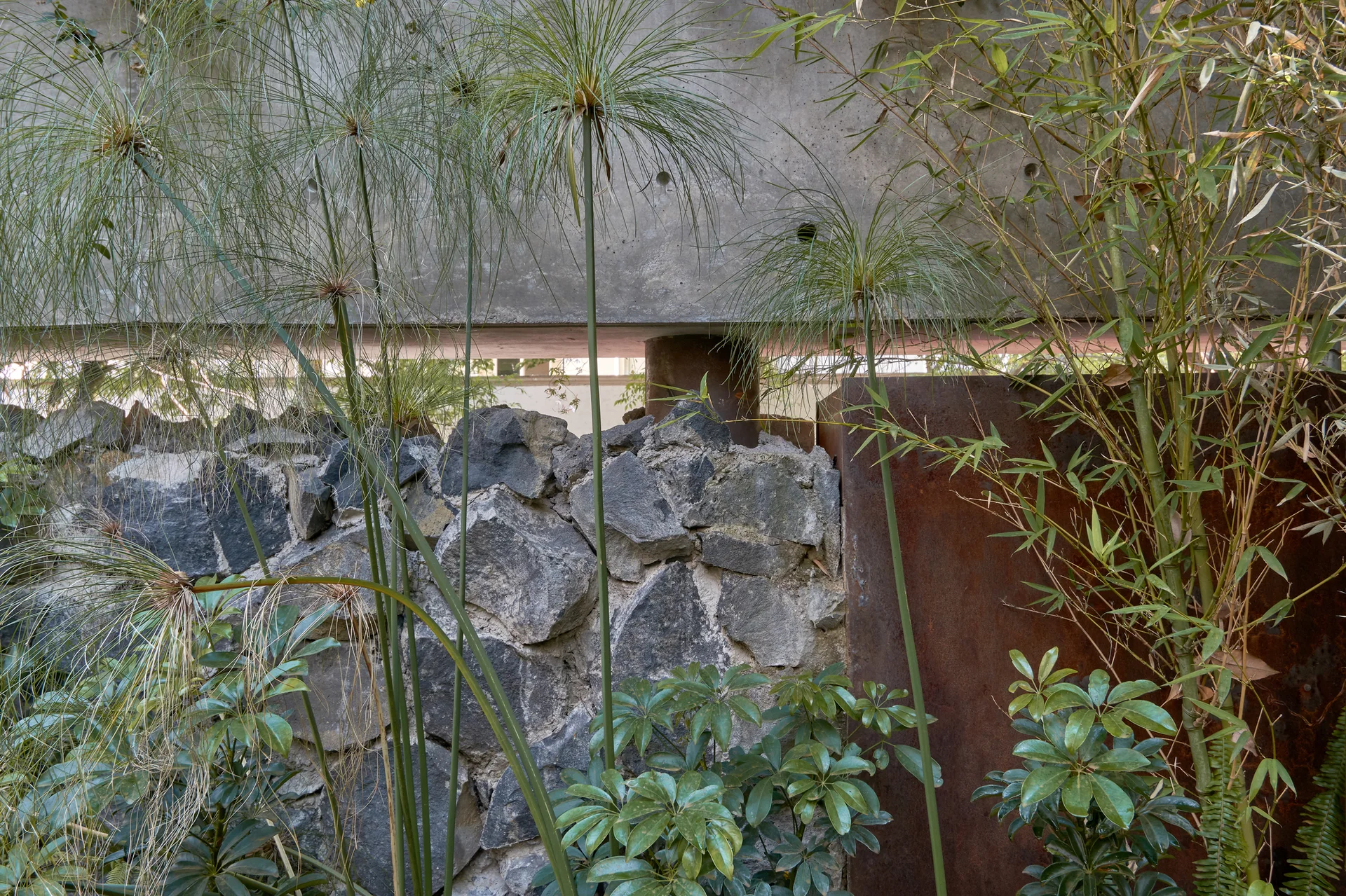 A modern garden features tall green papyrus and bamboo plants growing alongside a wall of raw concrete, rusted metal, and stacked dark stones.