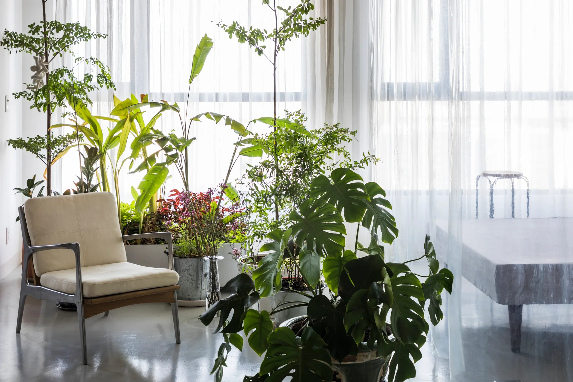 A cream armchair sits in a bright room next to a dense collection of potted houseplants in front of a window with sheer curtains.
