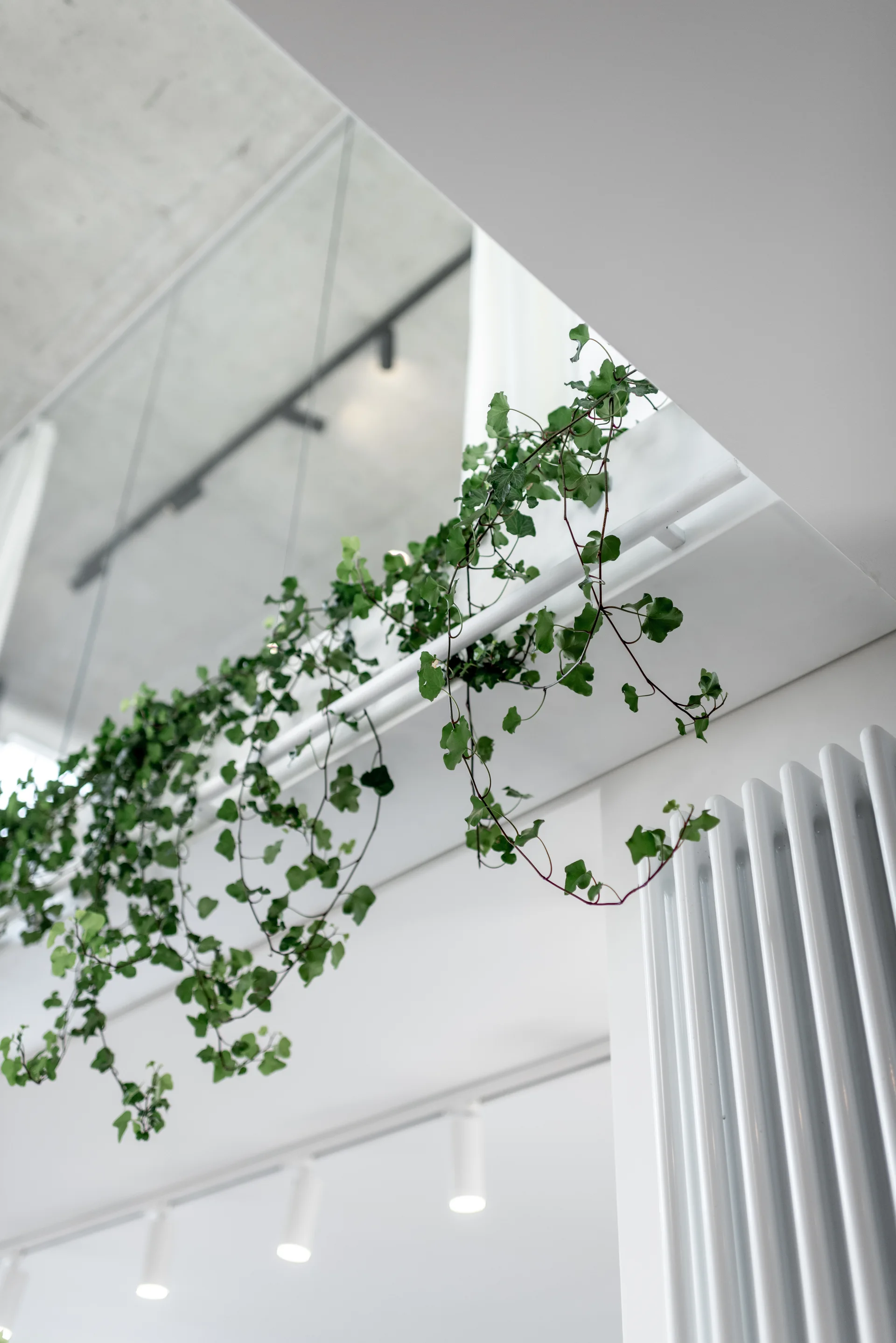 A green ivy plant trails down from a white balcony railing in a modern apartment with a concrete ceiling and white column radiator.
