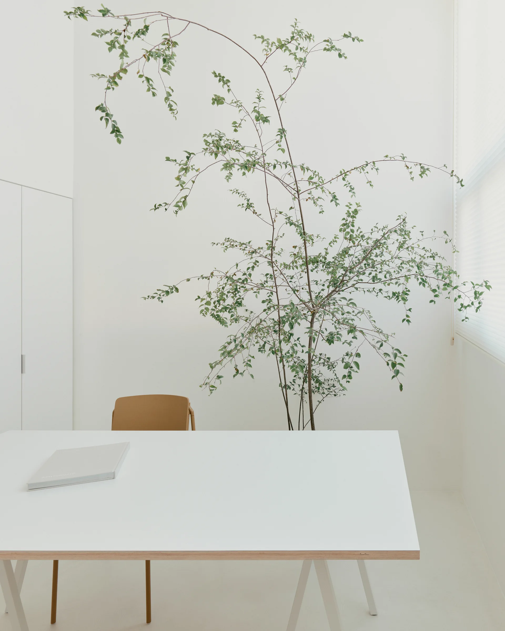 A minimalist white home office features a white trestle desk with an exposed plywood edge, a tan chair, and a tall, leafy potted tree.