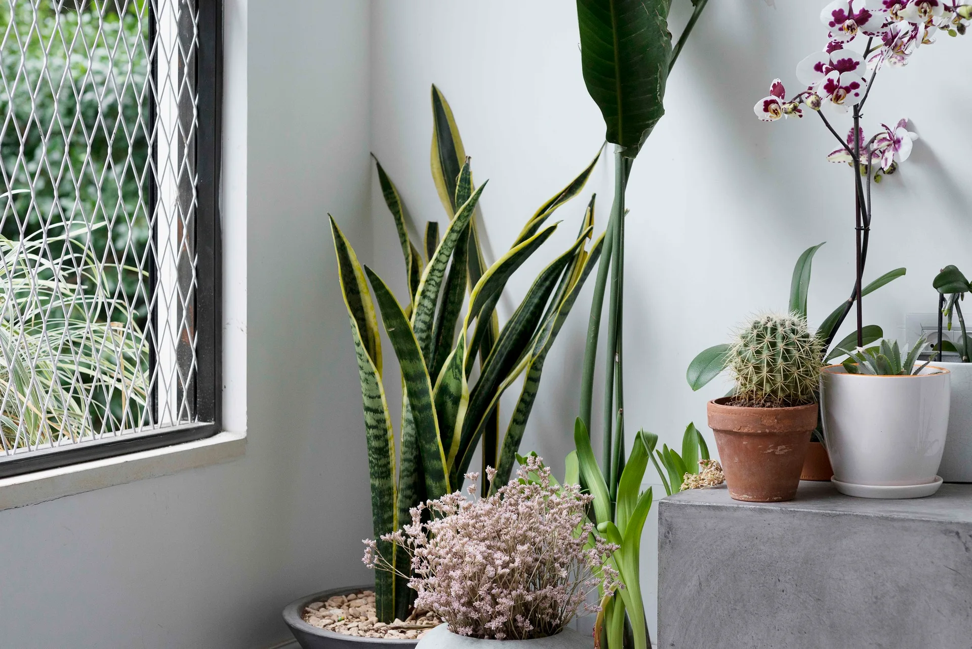 A collection of potted houseplants, including a snake plant and orchid, arranged on a grey concrete pedestal next to a window with a metal security screen.