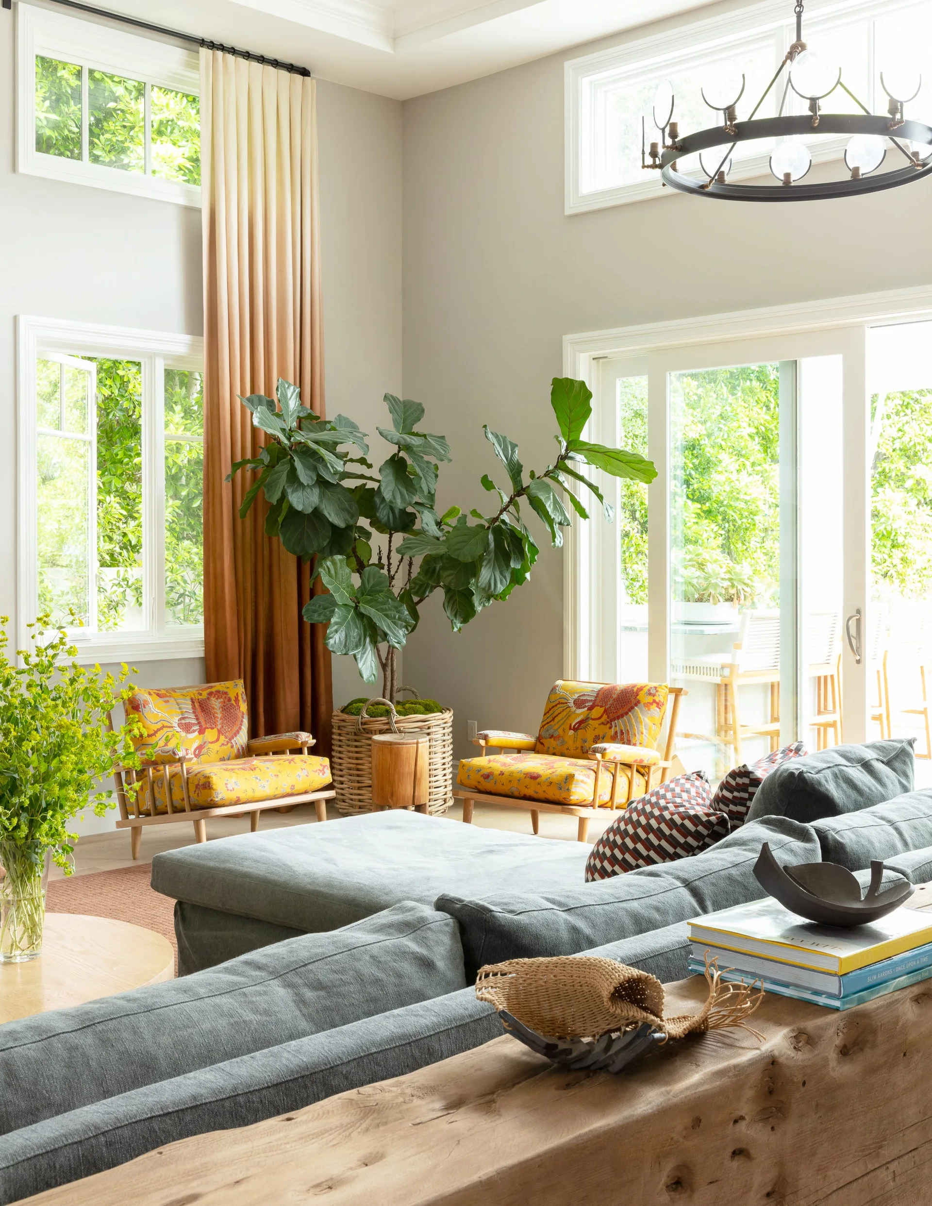 A sunlit living room with a grey sectional sofa, two yellow floral pattern armchairs, tall ombre curtains, and a large fiddle leaf fig tree.
