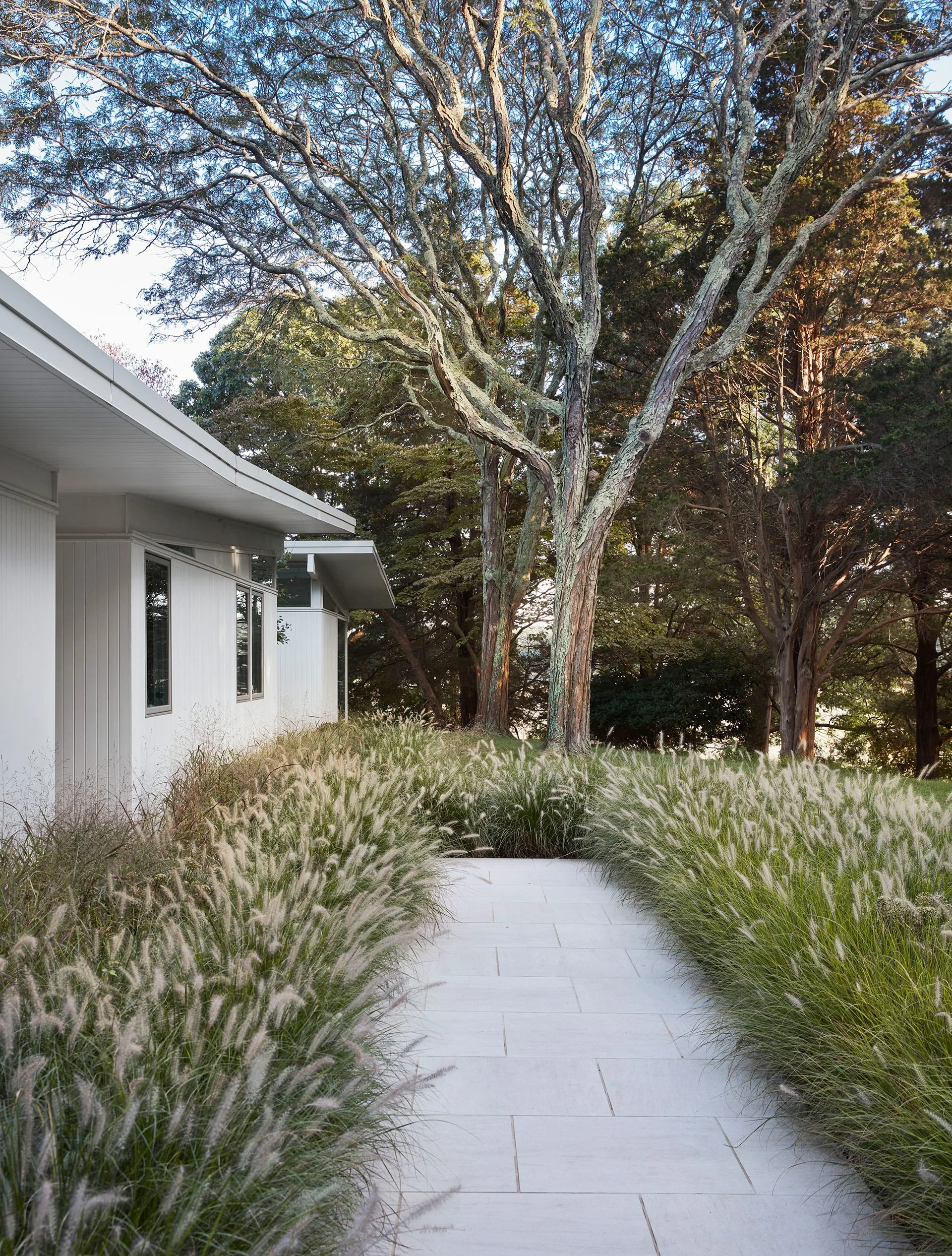 A light stone paved walkway curves between tall borders of ornamental grass next to a modern white house with vertical siding and mature trees.