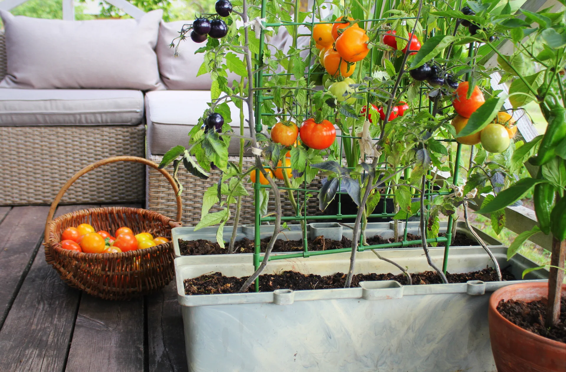 Tomato plants grow on green trellises in plastic planter boxes on a wooden deck next to a wicker sofa and a basket of harvested tomatoes.