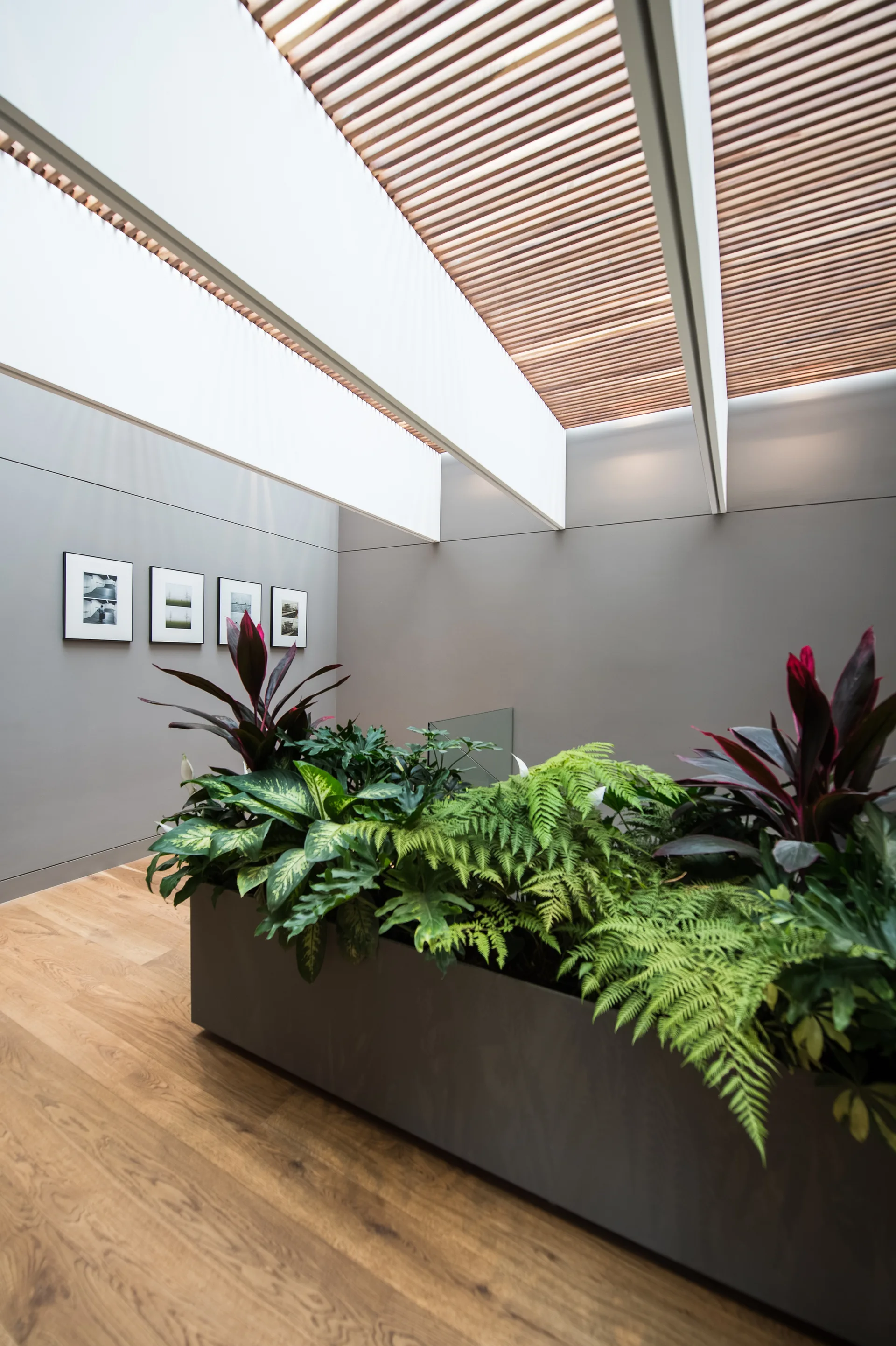 A grey minimalist hallway features a large rectangular floor planter filled with ferns and green plants beneath an overhead wood slatted skylight.