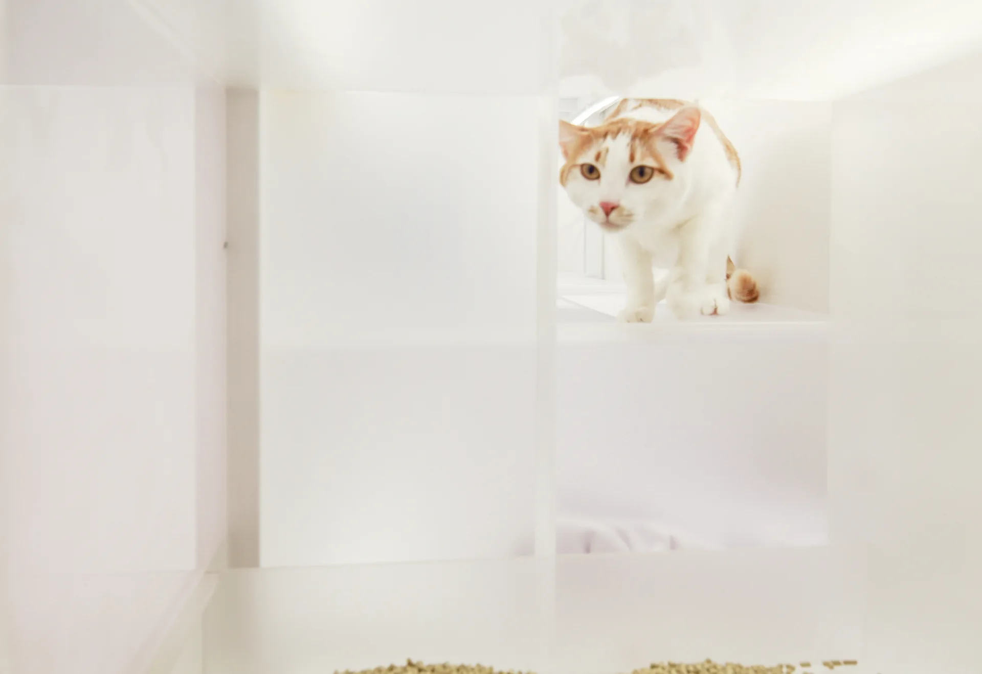 An orange and white cat sits inside an open compartment of a modern white modular shelving system.