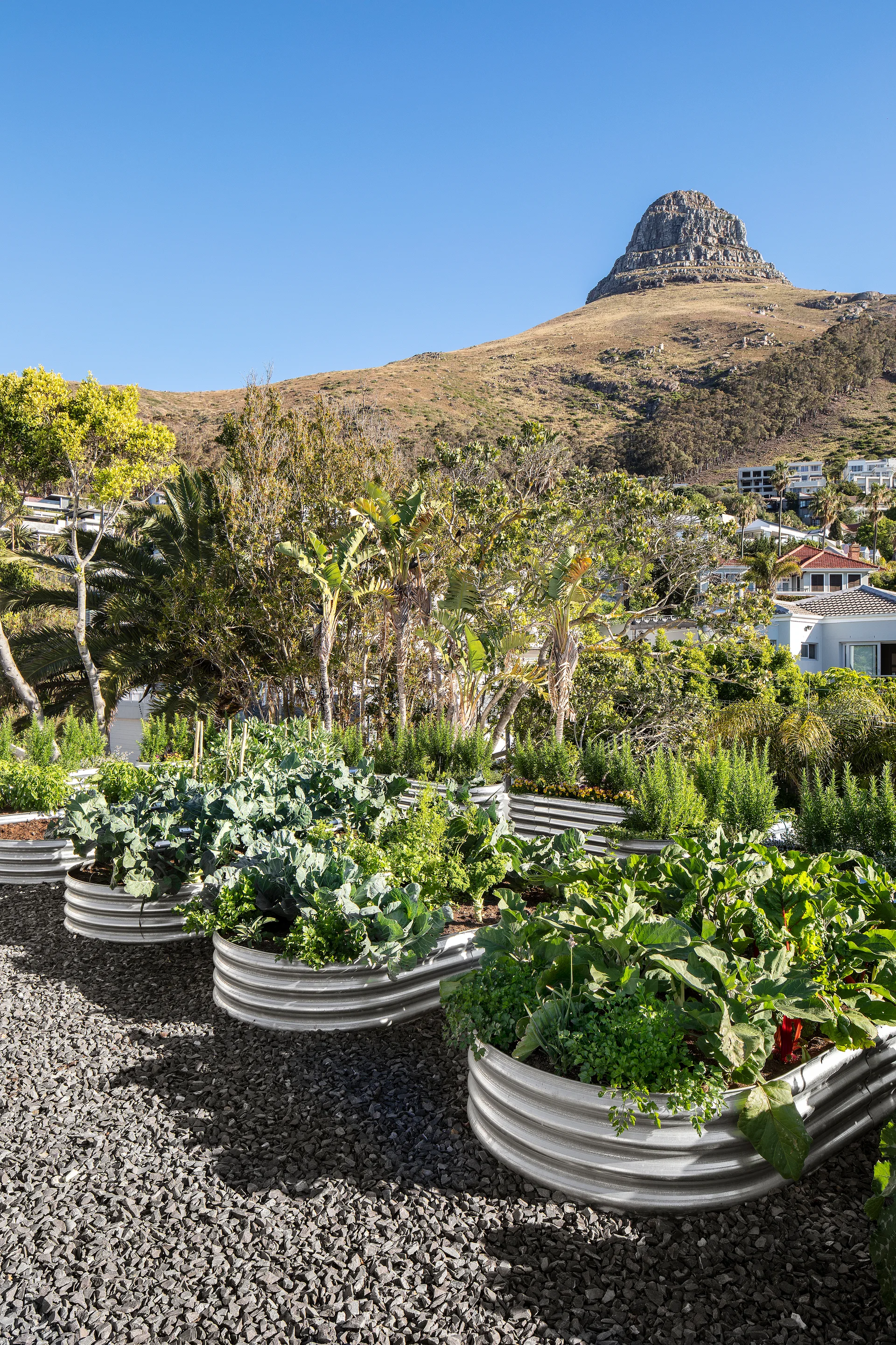 Corrugated silver metal raised garden beds filled with green vegetables sit on a gravel ground under a clear blue sky with a mountain backdrop.