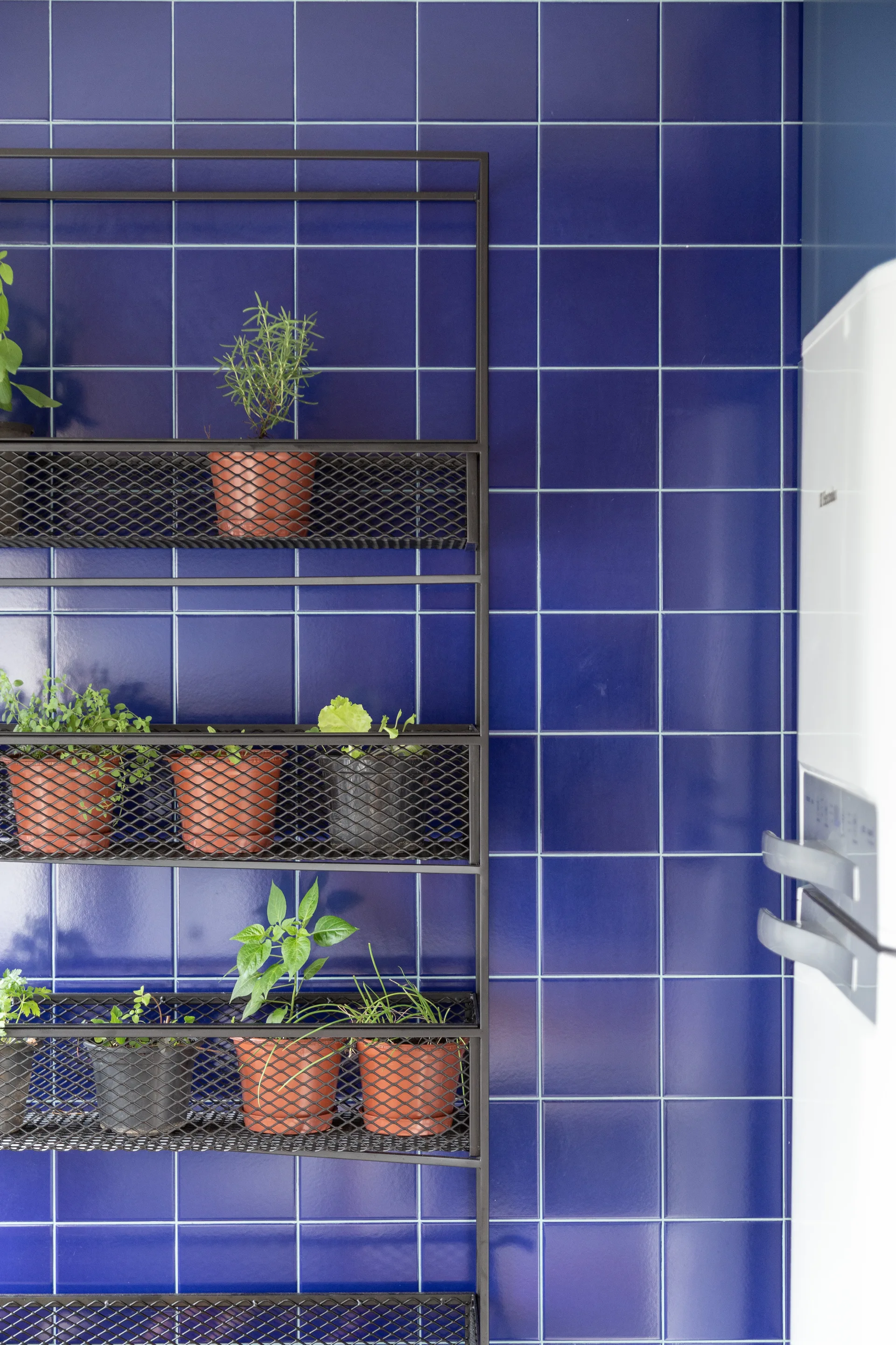 A black metal mesh wall shelf holding potted herbs sits against a glossy cobalt blue square tile wall next to a white refrigerator.