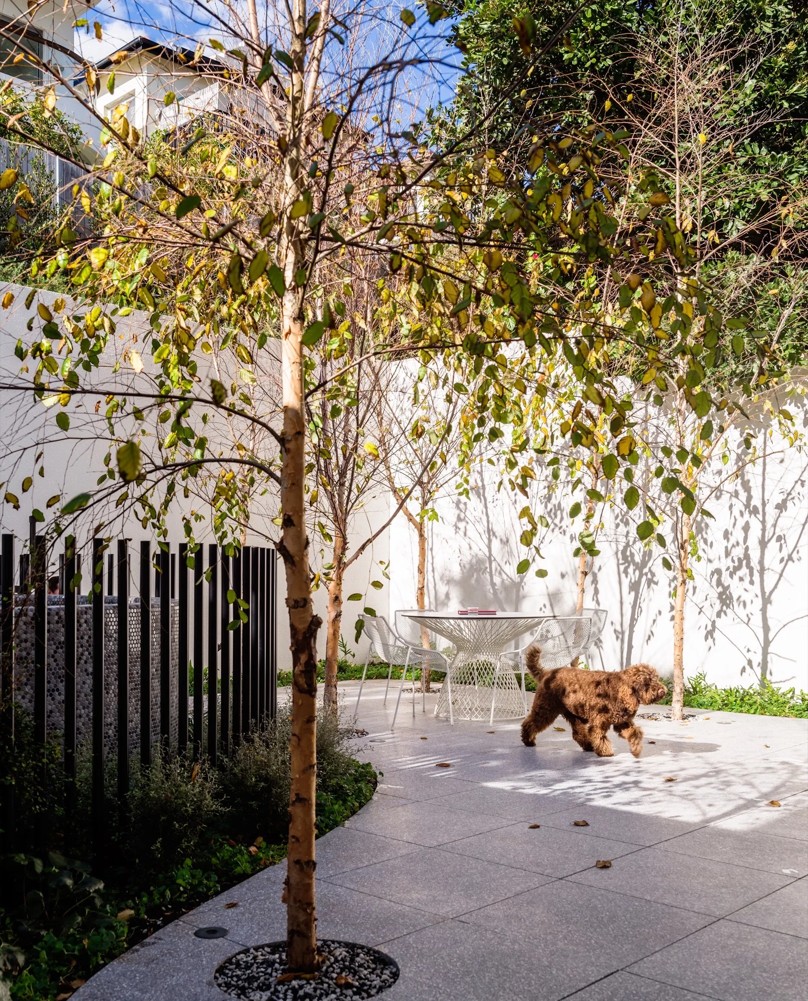 A sunny paved patio garden features white wire furniture and slender birch trees planted in stone pavers against a tall white wall.