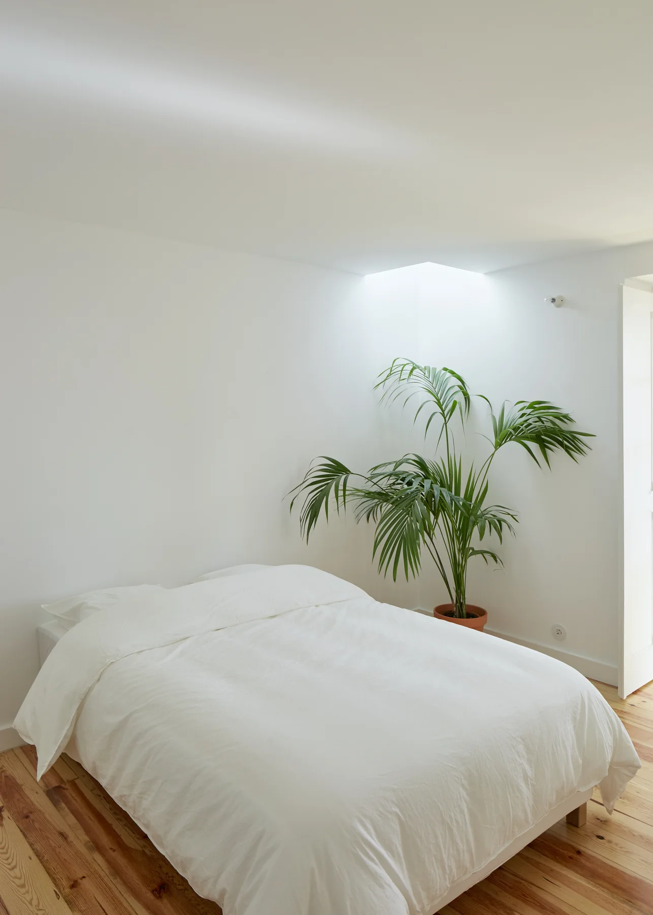 A minimalist white bedroom features a bed with white bedding, natural wood floors, and a tall potted palm plant under a ceiling skylight.