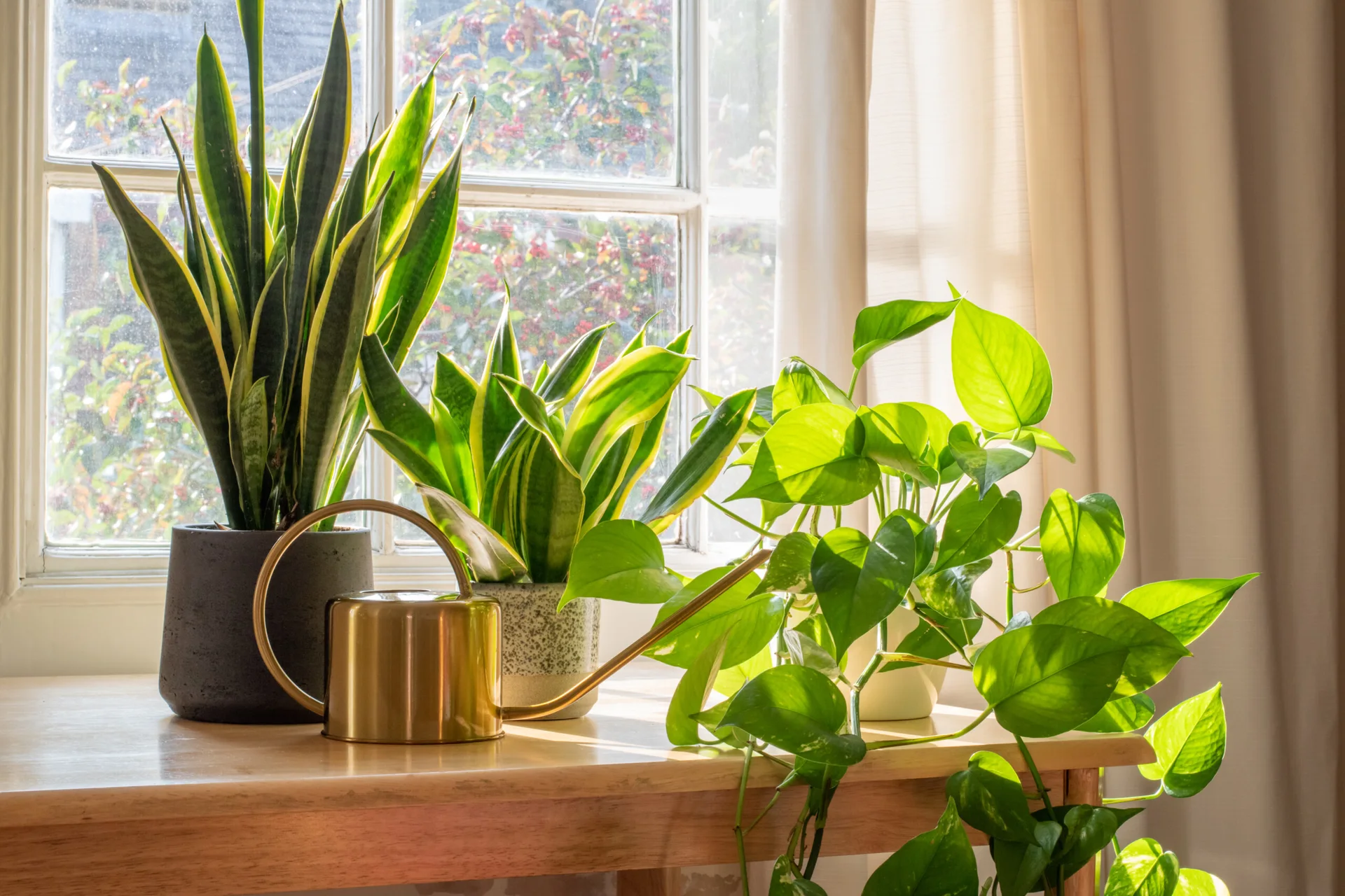Several potted indoor plants, including a snake plant and cascading pothos, sit on a light wood table next to a brass watering can by a sunny window.