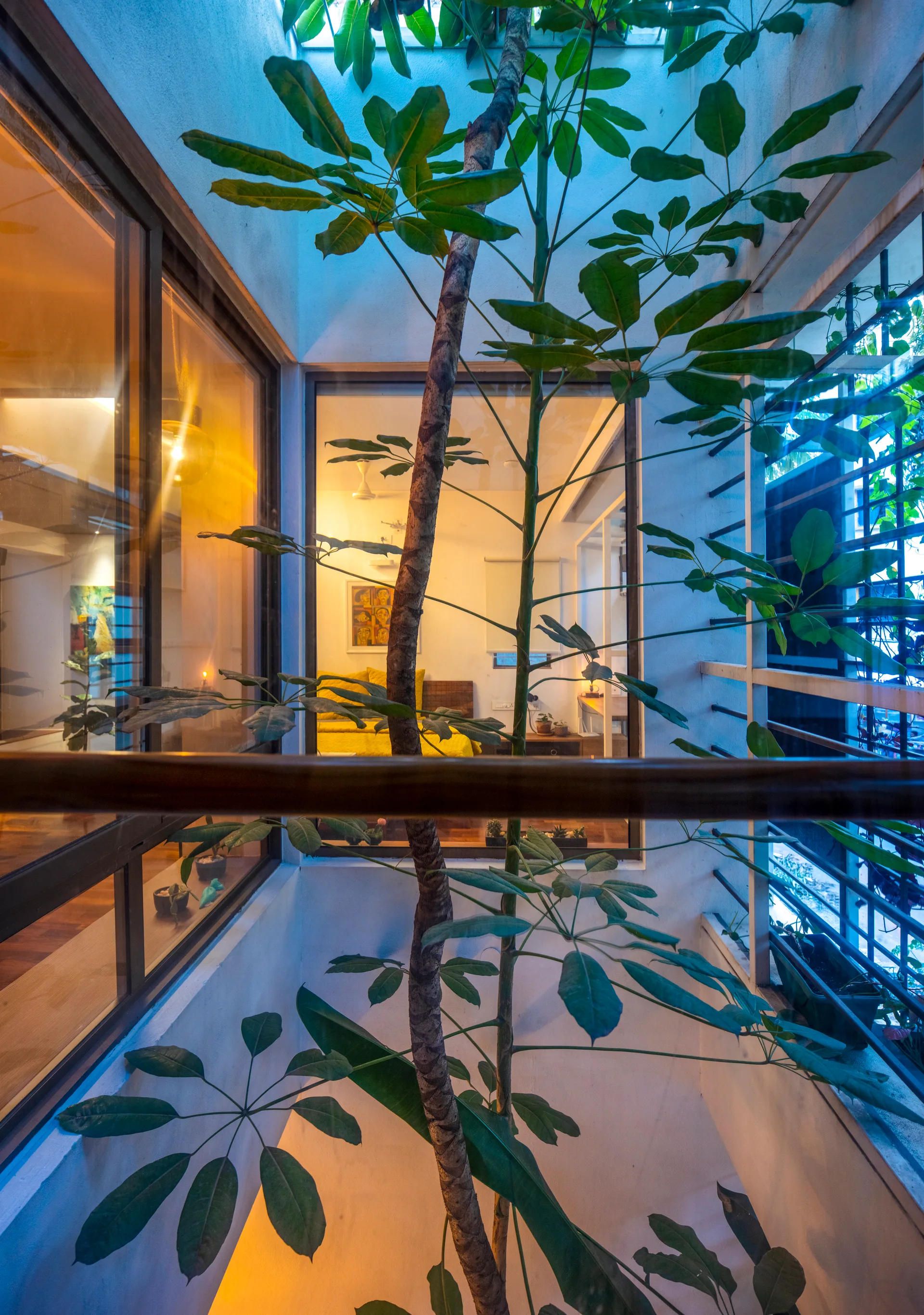 A tall indoor tree grows up through a white lightwell atrium with glass windows looking into a bedroom with a yellow bed.
