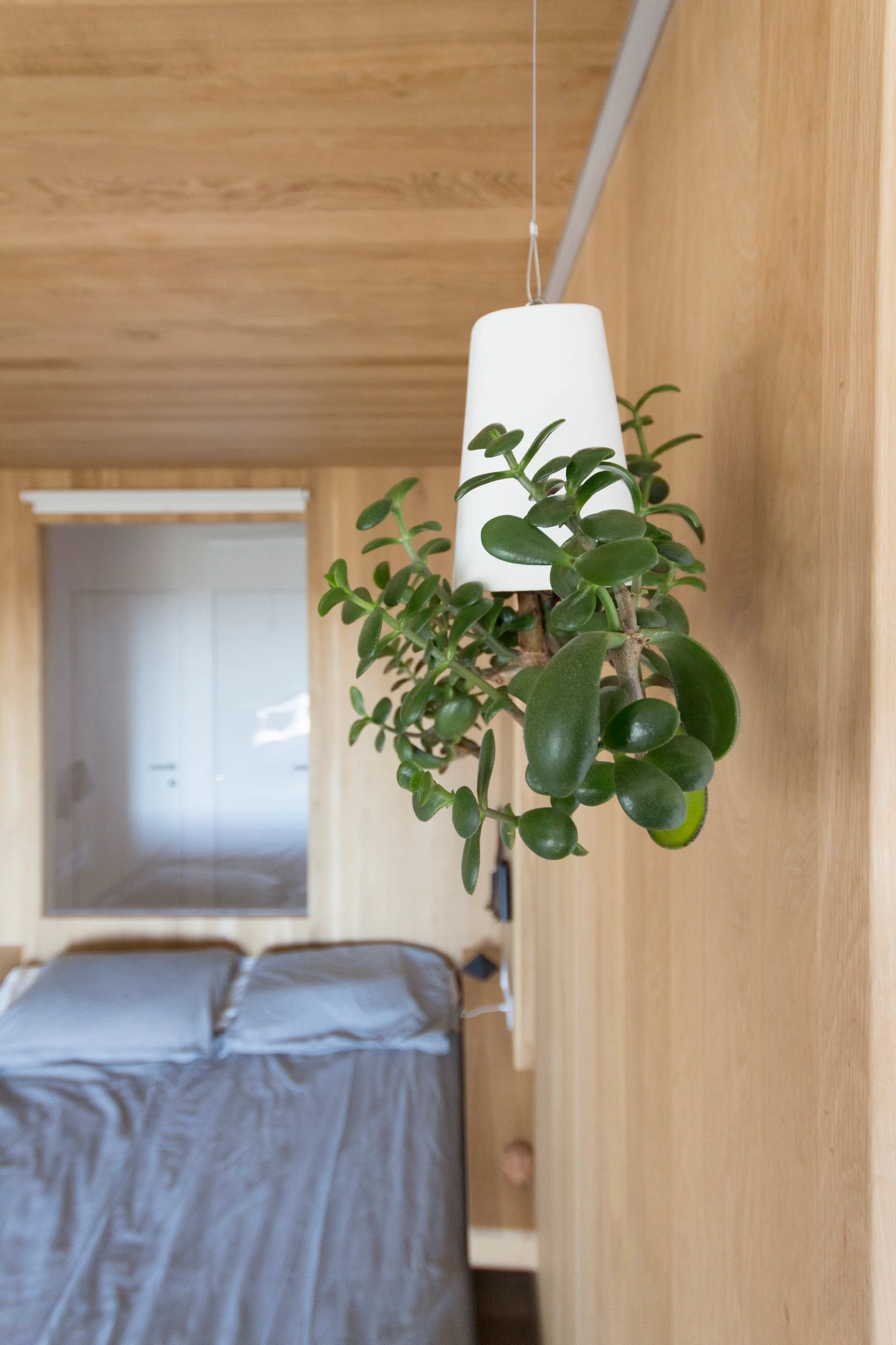 A hanging green jade plant in a white pot is shown against a background of a light wood paneled bedroom with grey bedding.