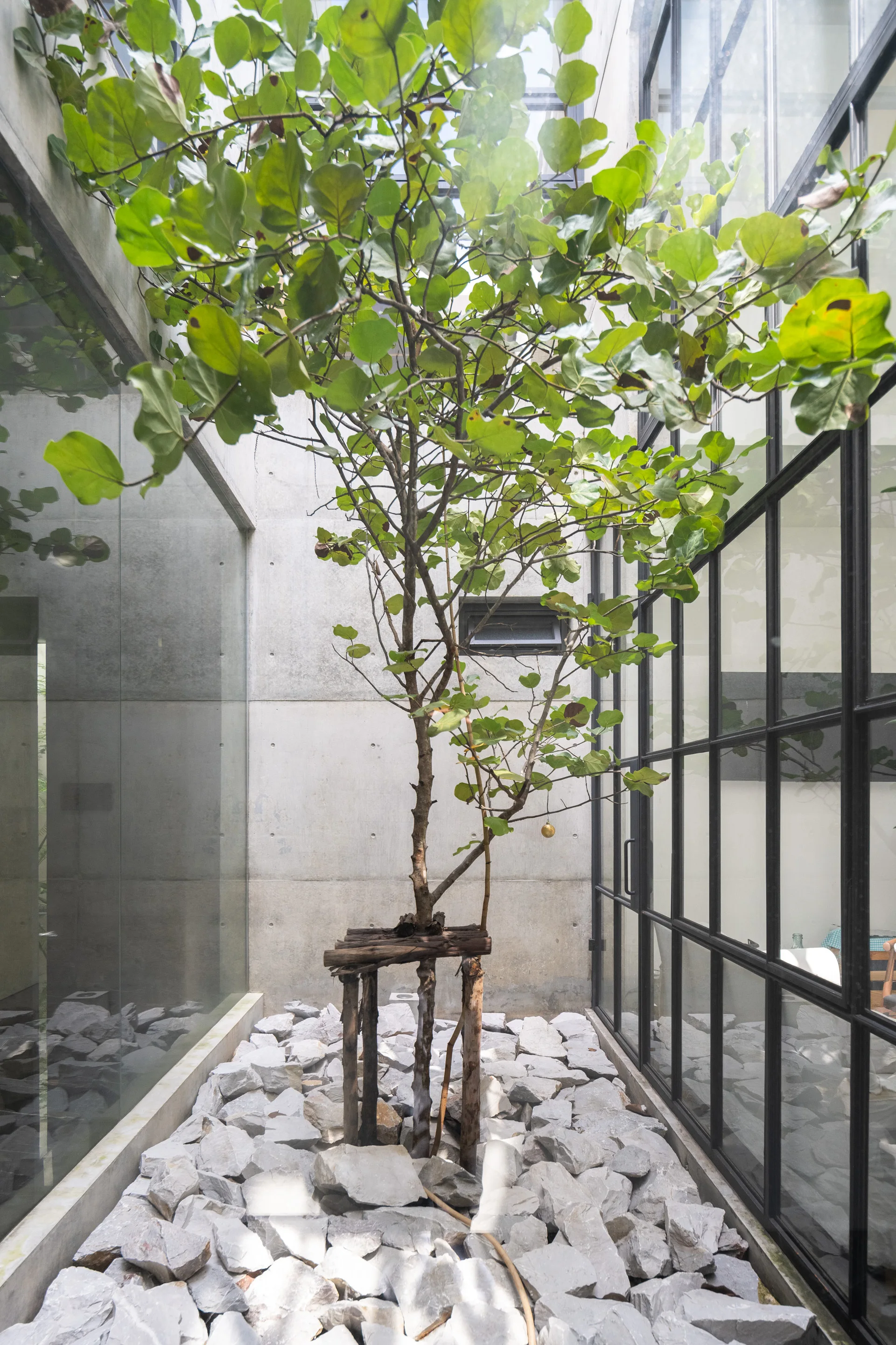 An interior courtyard features a central green tree growing from a grey stone gravel bed, framed by exposed concrete and black-gridded glass walls.