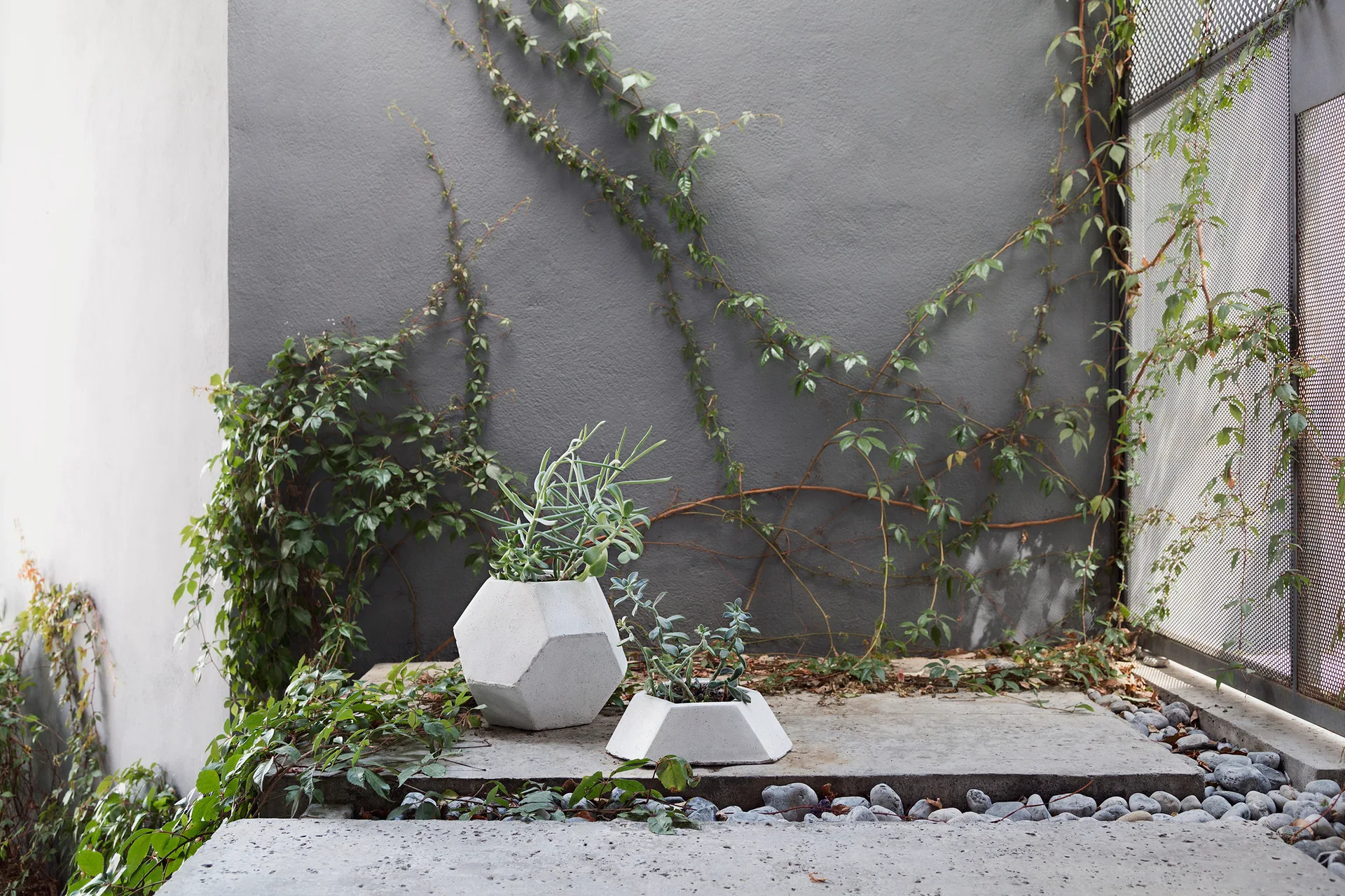 Two geometric concrete planters with green succulents sit on stone pavers against a dark grey stucco wall covered in climbing ivy vines.