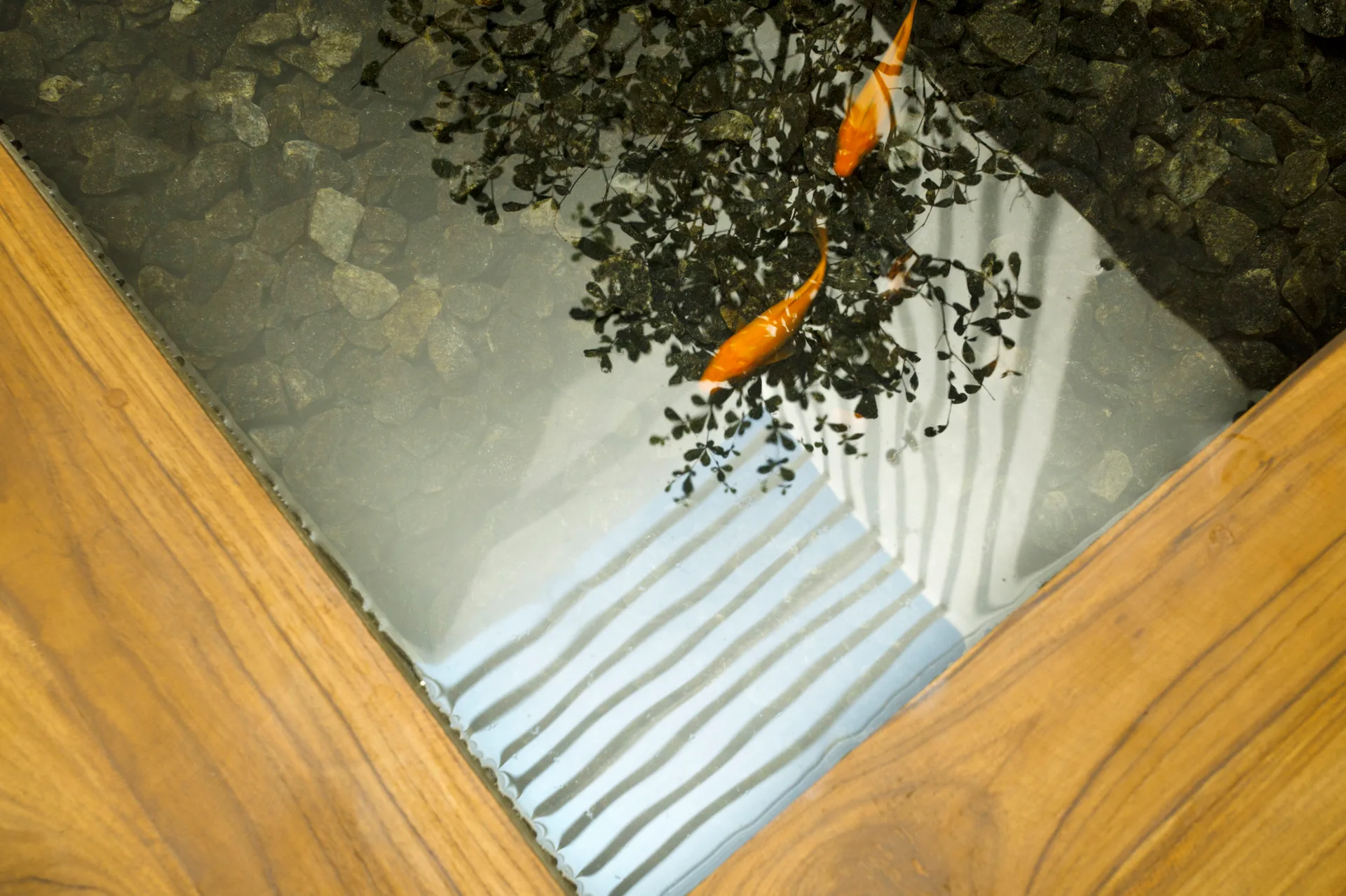 Two orange koi fish swim in a clear water feature framed by warm wood decking and lined with dark pebbles.