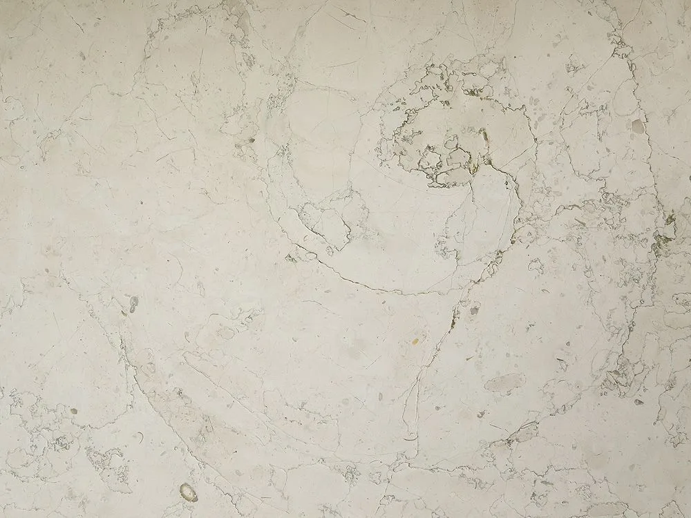 A close-up view of a honed beige natural stone slab featuring delicate organic veining and a distinctive circular fossil pattern.