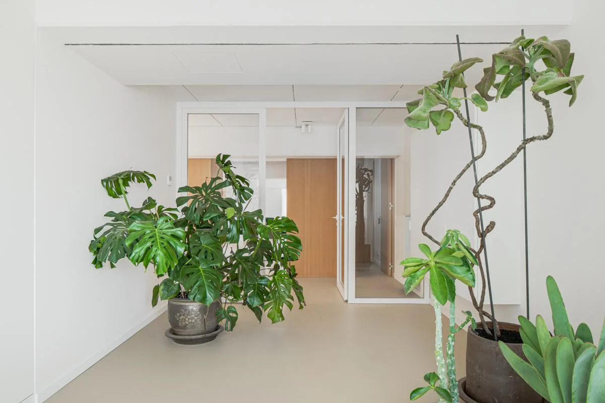 A bright white hallway featuring a large potted monstera plant, a tall branching plant, and a white-framed glass door leading to an adjacent room.