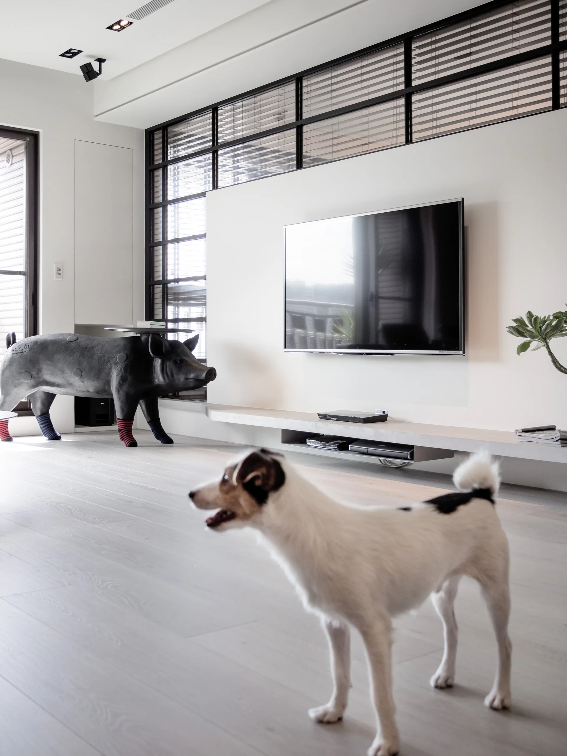 A dog stands in a minimalist white living room featuring a wall-mounted television, a long floating concrete console, and a black pig sculpture.