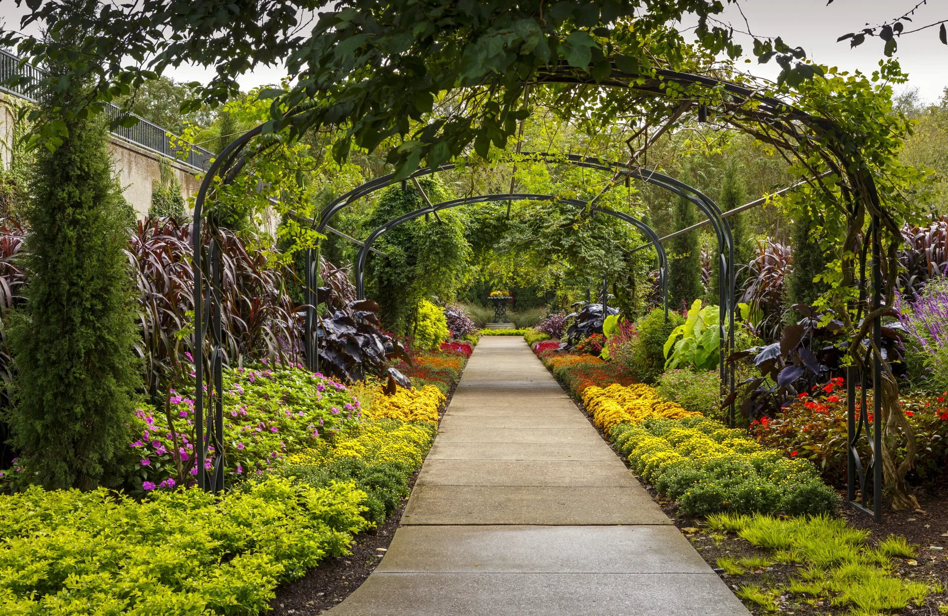 A concrete garden pathway runs under several black metal arched trellises lined with vibrant yellow, purple, and green plants.