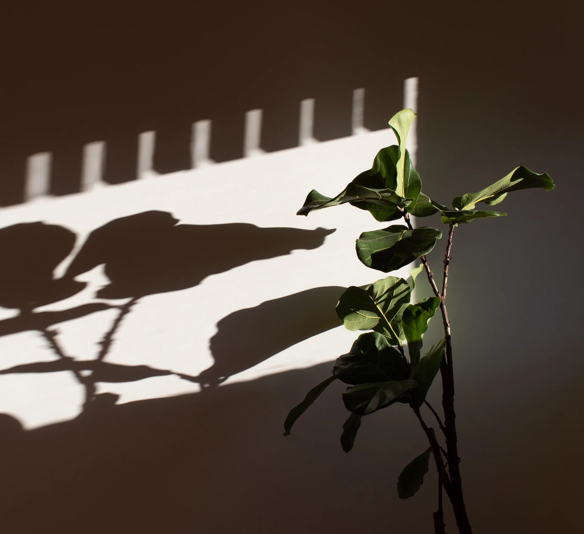 A fiddle leaf fig plant stands in direct sunlight, casting a sharp shadow of its leaves and a window frame onto a plain beige wall.
