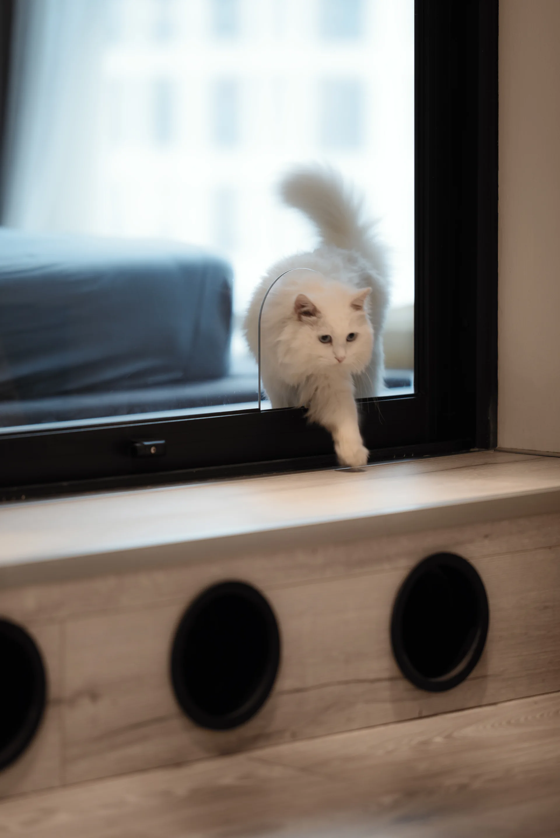 A fluffy white cat steps through a custom door built into a glass window beside a light wood cabinet with circular black cutouts.