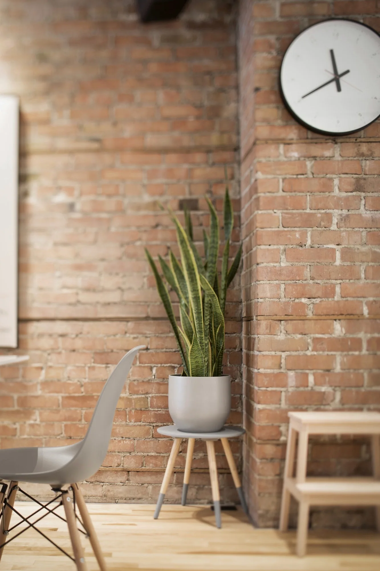 A snake plant in a grey pot sits on a small tripod stand next to a grey molded chair and an exposed brick wall with a clock.
