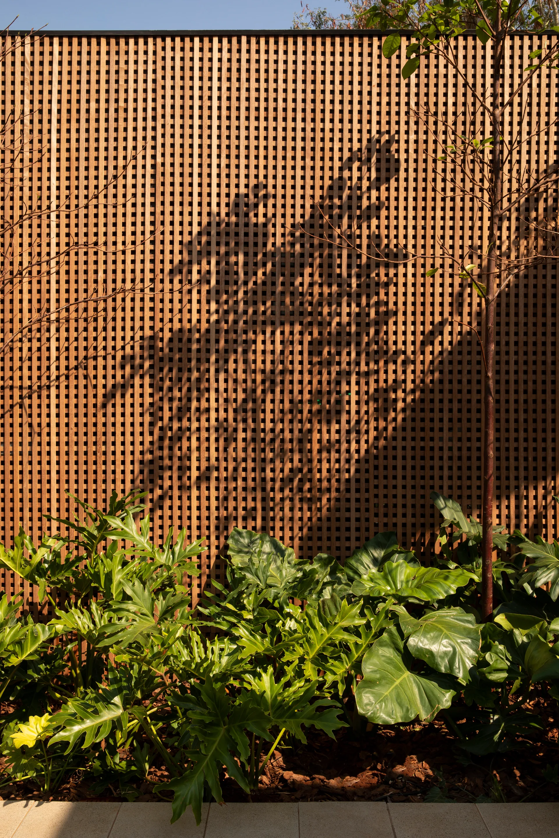 A tall wooden lattice privacy fence acts as a backdrop for lush green garden plants with shadows cast from natural sunlight.