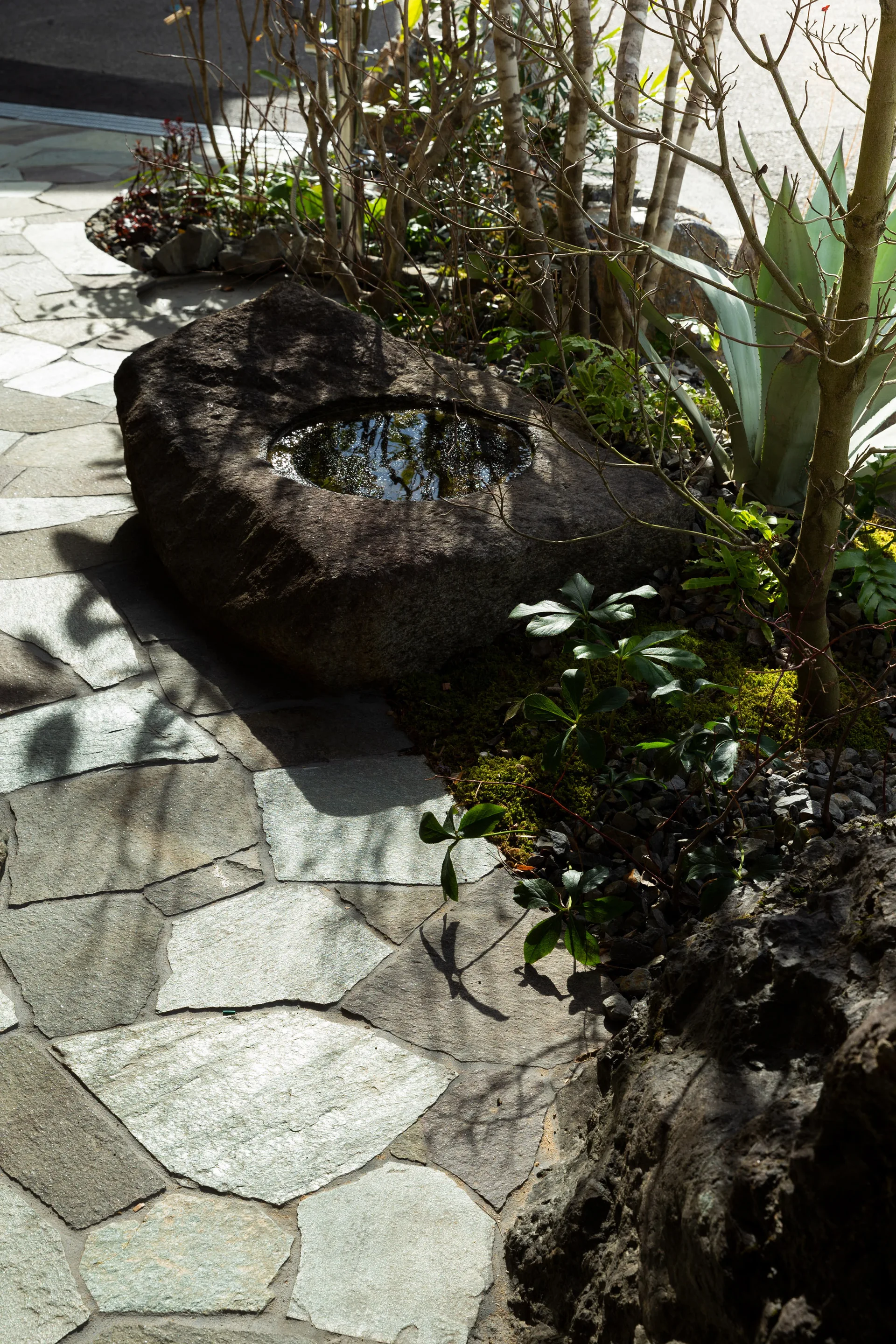A natural stone water basin filled with water sits beside an irregular flagstone path surrounded by green plants and trees in dappled sunlight.