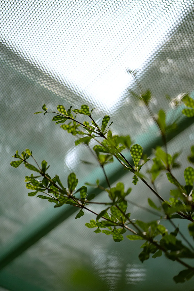 Green plant branches with delicate leaves stand out against a translucent, grid-patterned green mesh screen diffusing bright natural light.