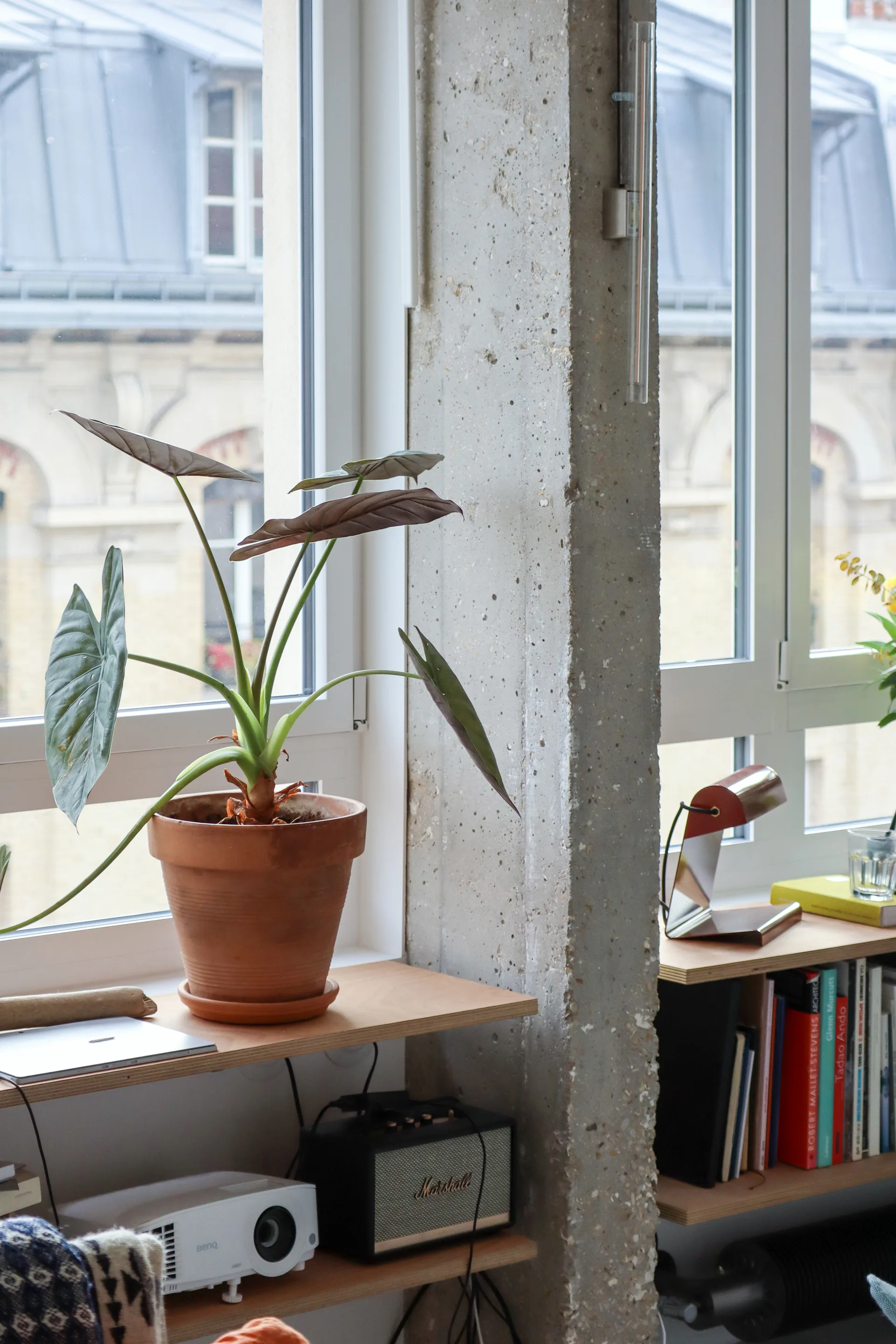 A leafy green alocasia plant in a terracotta pot sits on a light wood shelf next to a raw concrete structural pillar by a window.