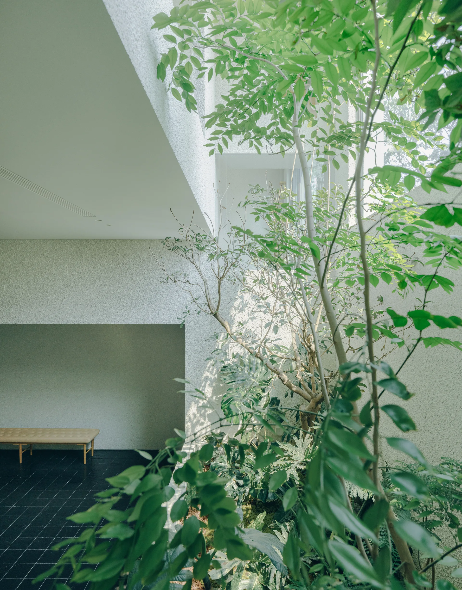 A minimalist interior atrium features a lush indoor garden, textured white stucco walls, dark grid-tiled floors, and a single wooden bench.