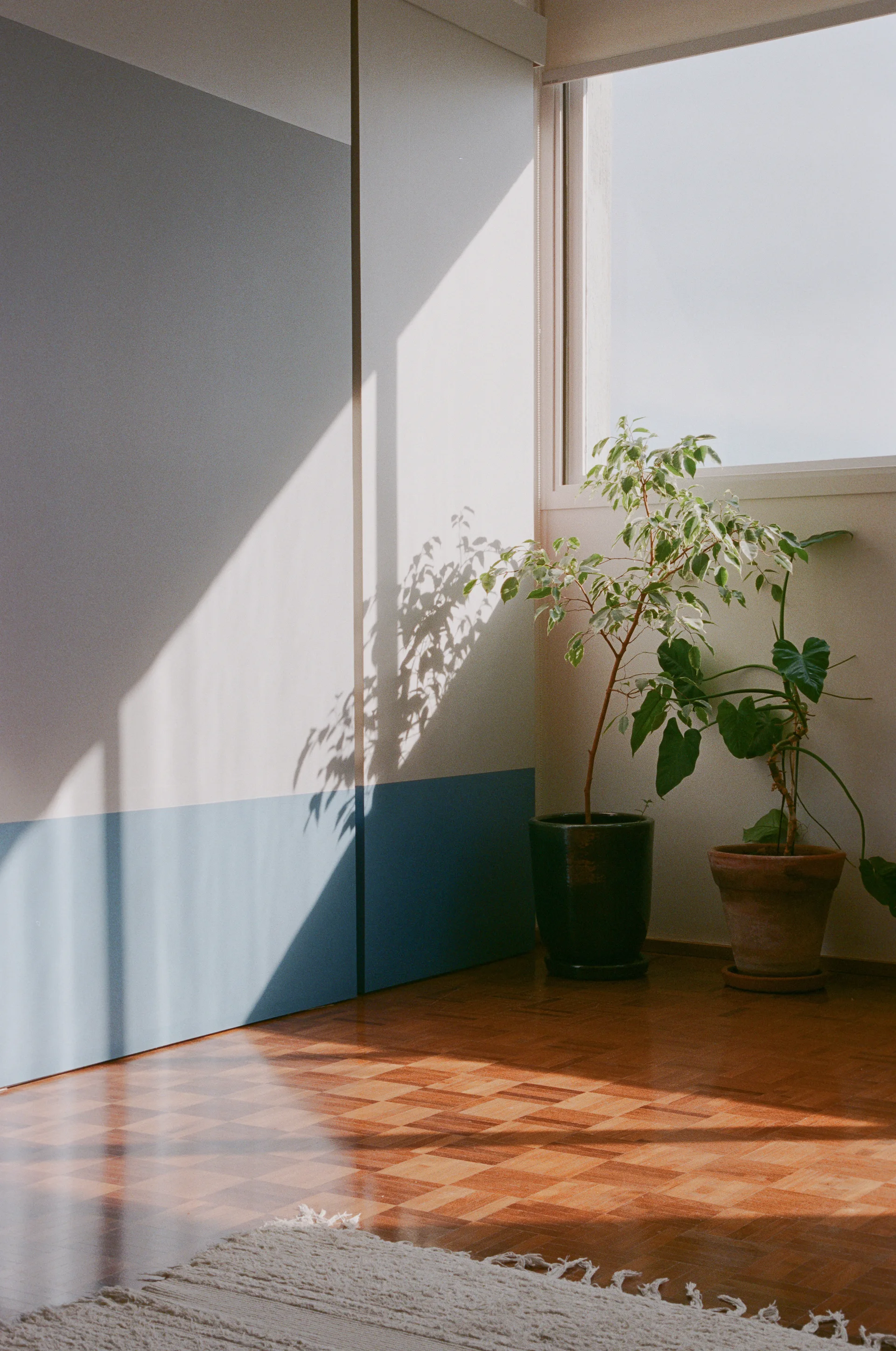 A bright interior corner with color-blocked blue and white cabinetry, wood parquet flooring, and green potted plants near a window.