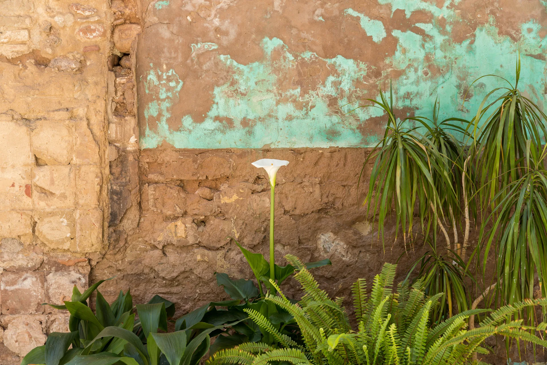 A single white calla lily and green ferns grow against a weathered brown plaster wall with peeling turquoise paint.