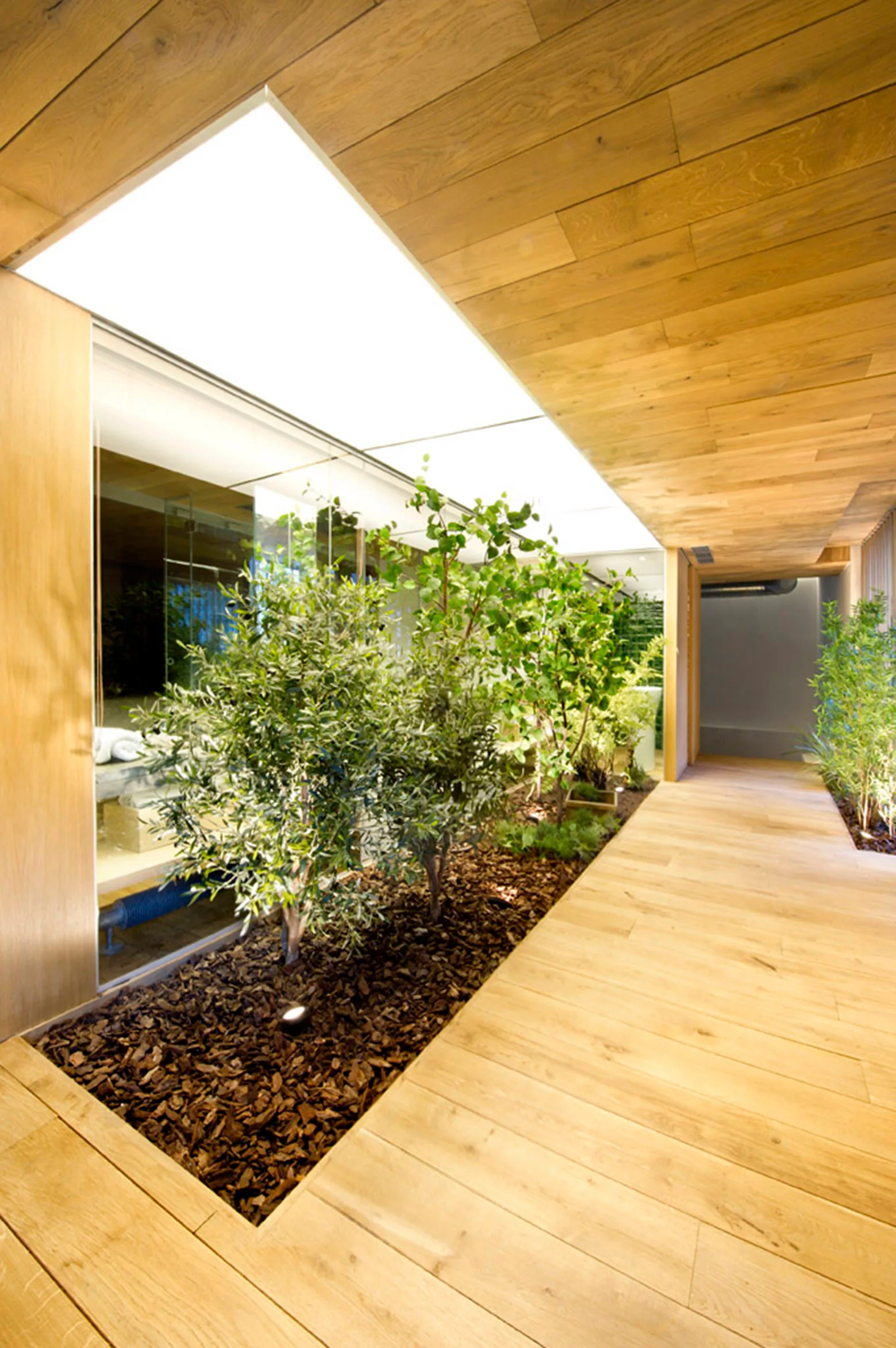 An indoor corridor lined with light wood paneling features a built-in garden bed of small trees under a large luminous skylight.