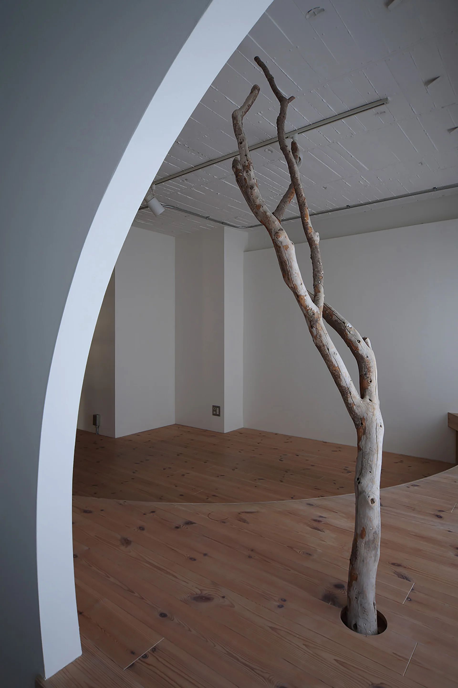A minimalist white room features a wide curved archway and a tall weathered tree branch rising directly from the light wood plank flooring.