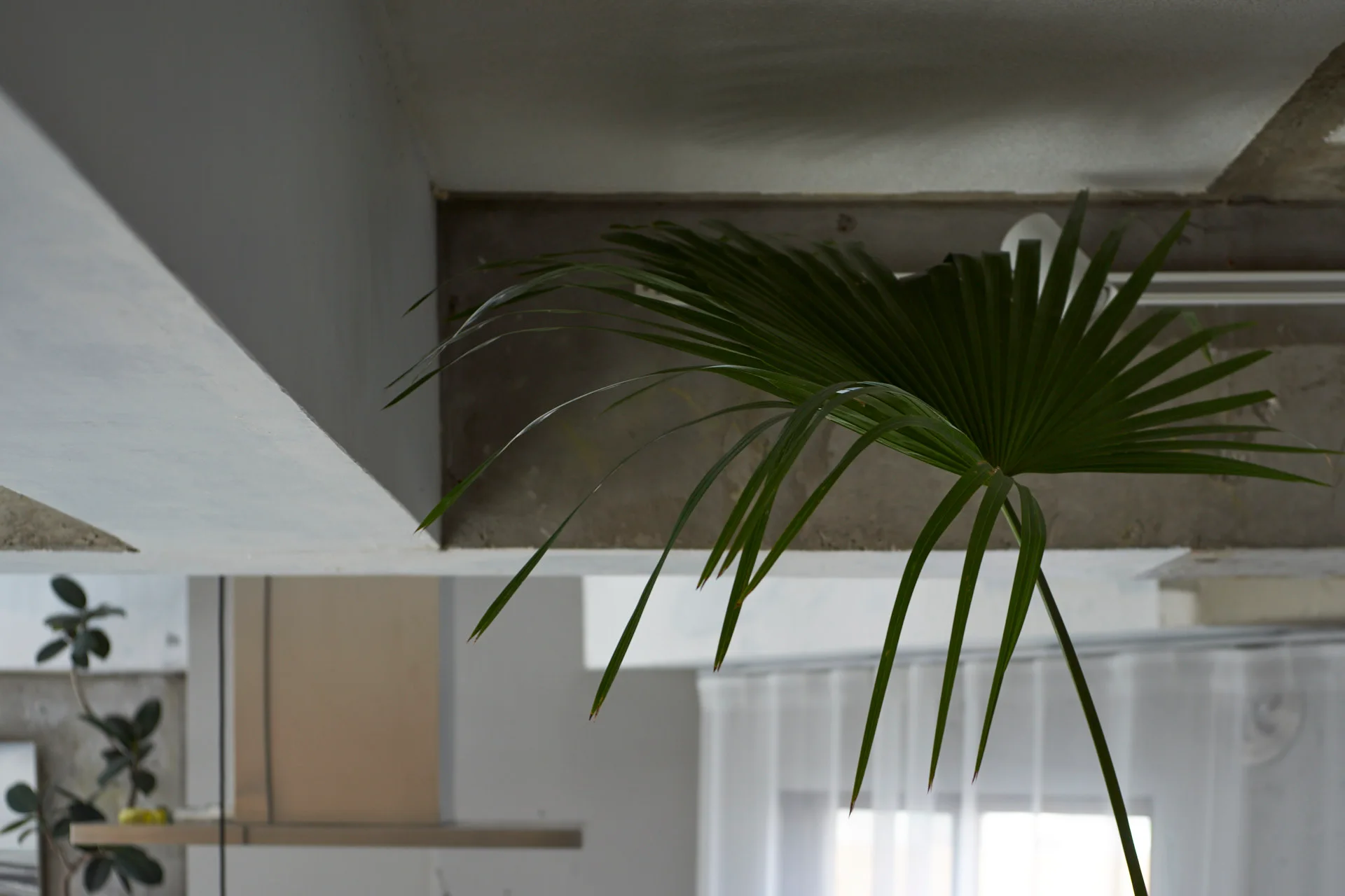 A close-up of a raw grey concrete ceiling beam with a green palm leaf in the foreground and white sheer curtains in the background.