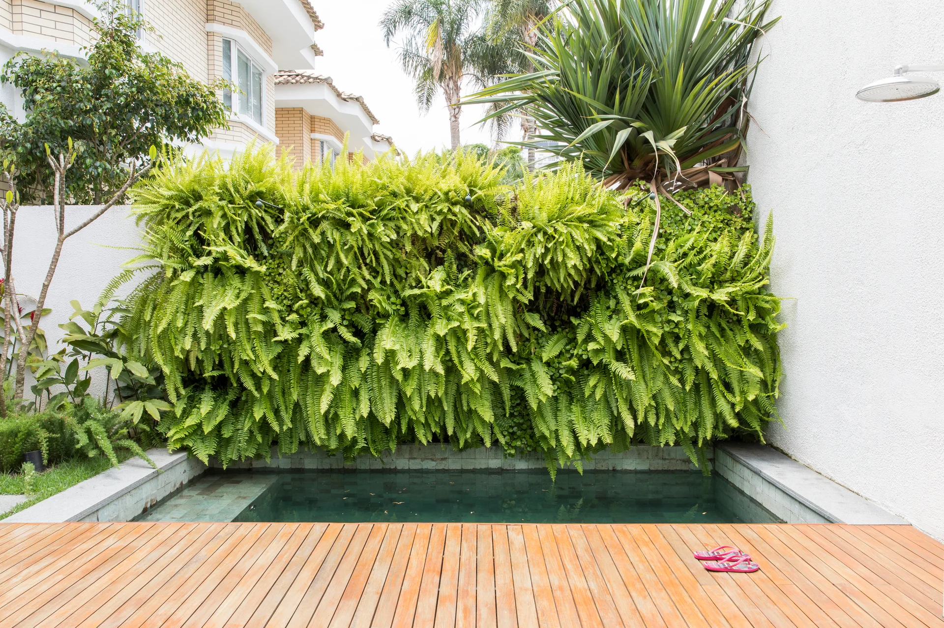 A small rectangular plunge pool is bordered by natural wood decking and a dense vertical garden wall overflowing with green ferns.