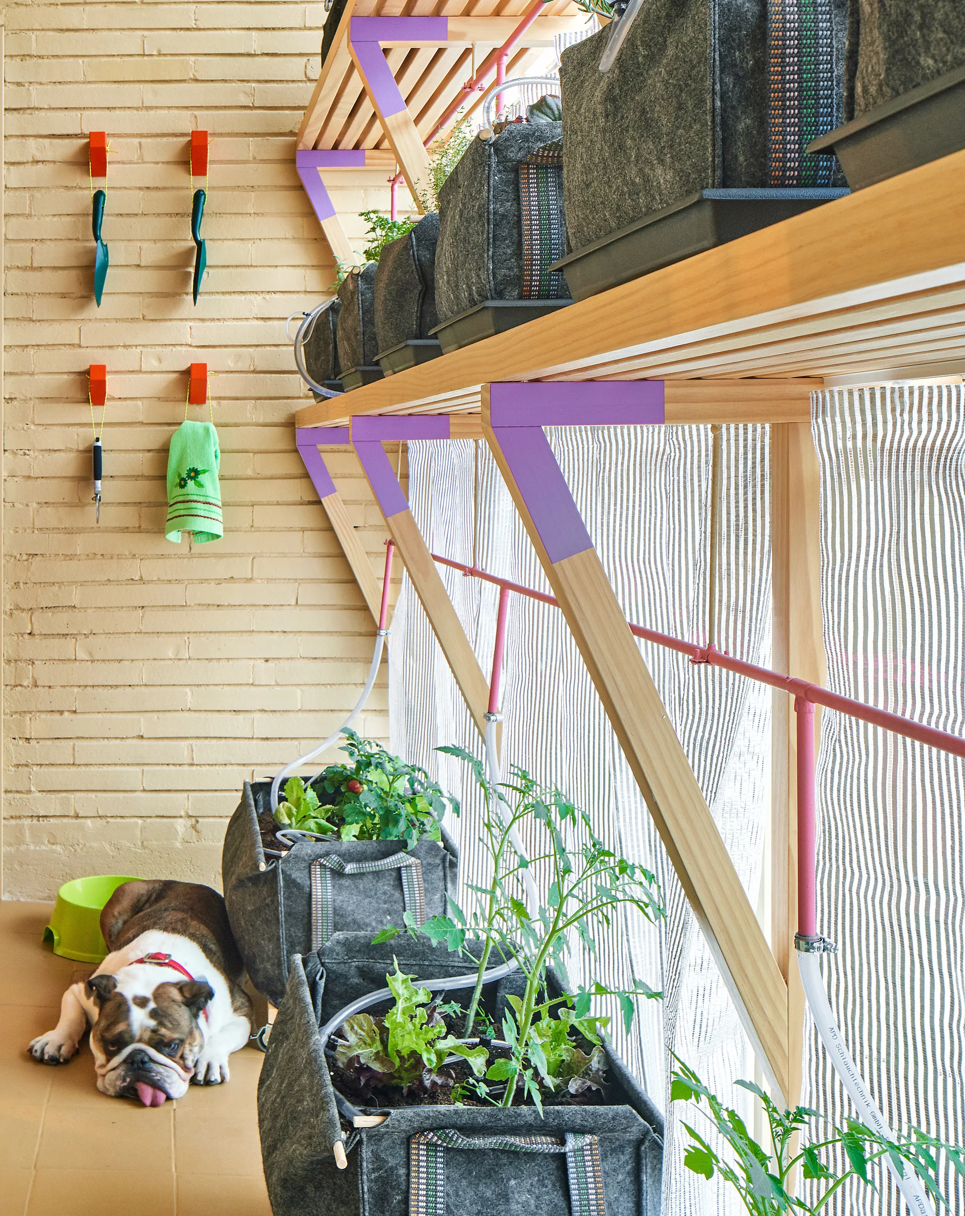 A bulldog lies on a tile floor next to multi-tiered wooden shelves holding grey felt plant bags in front of a tan brick wall.