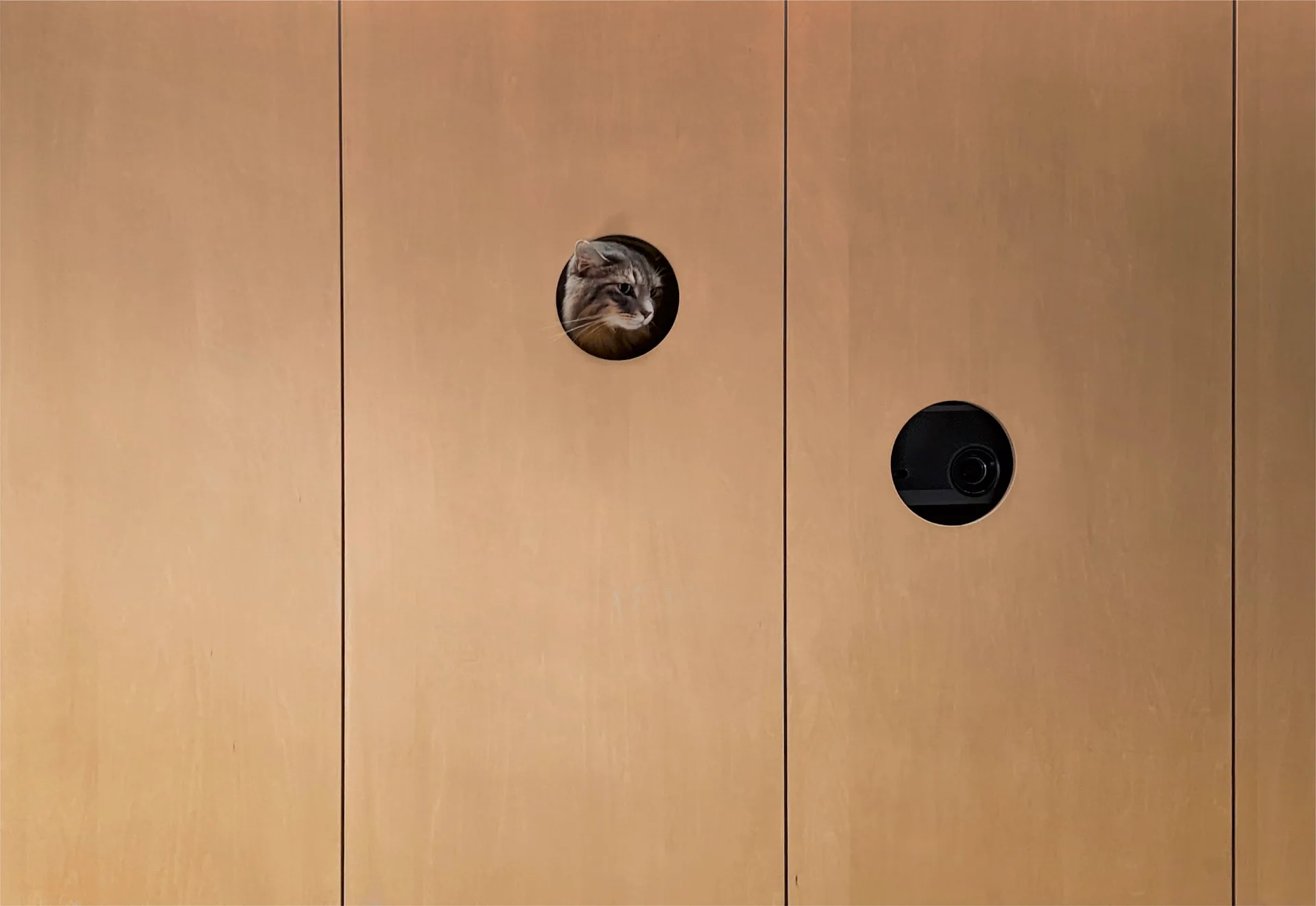 A light tan wood paneled wall with vertical seams features two circular cutouts with a grey cat peeking through one of them.