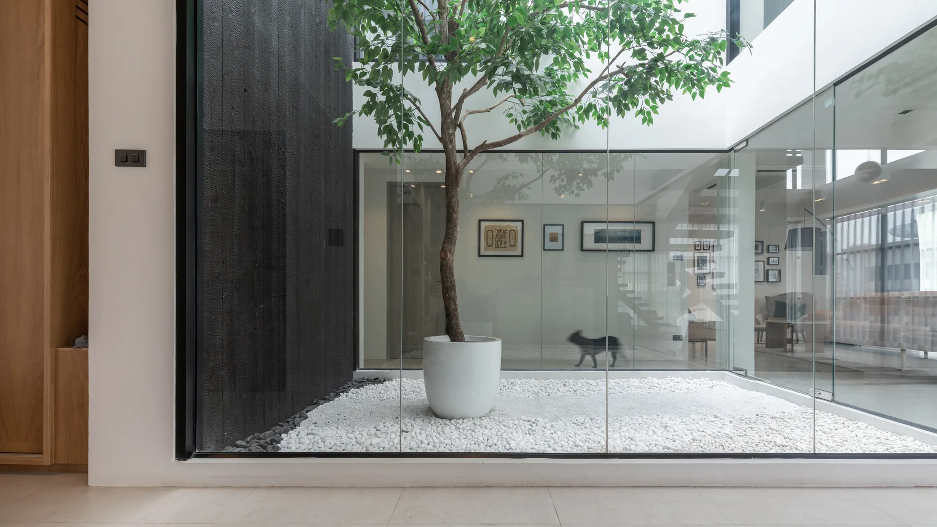 A modern glass-enclosed indoor courtyard features a potted tree on a bed of white pebbles next to a textured black wood accent wall.