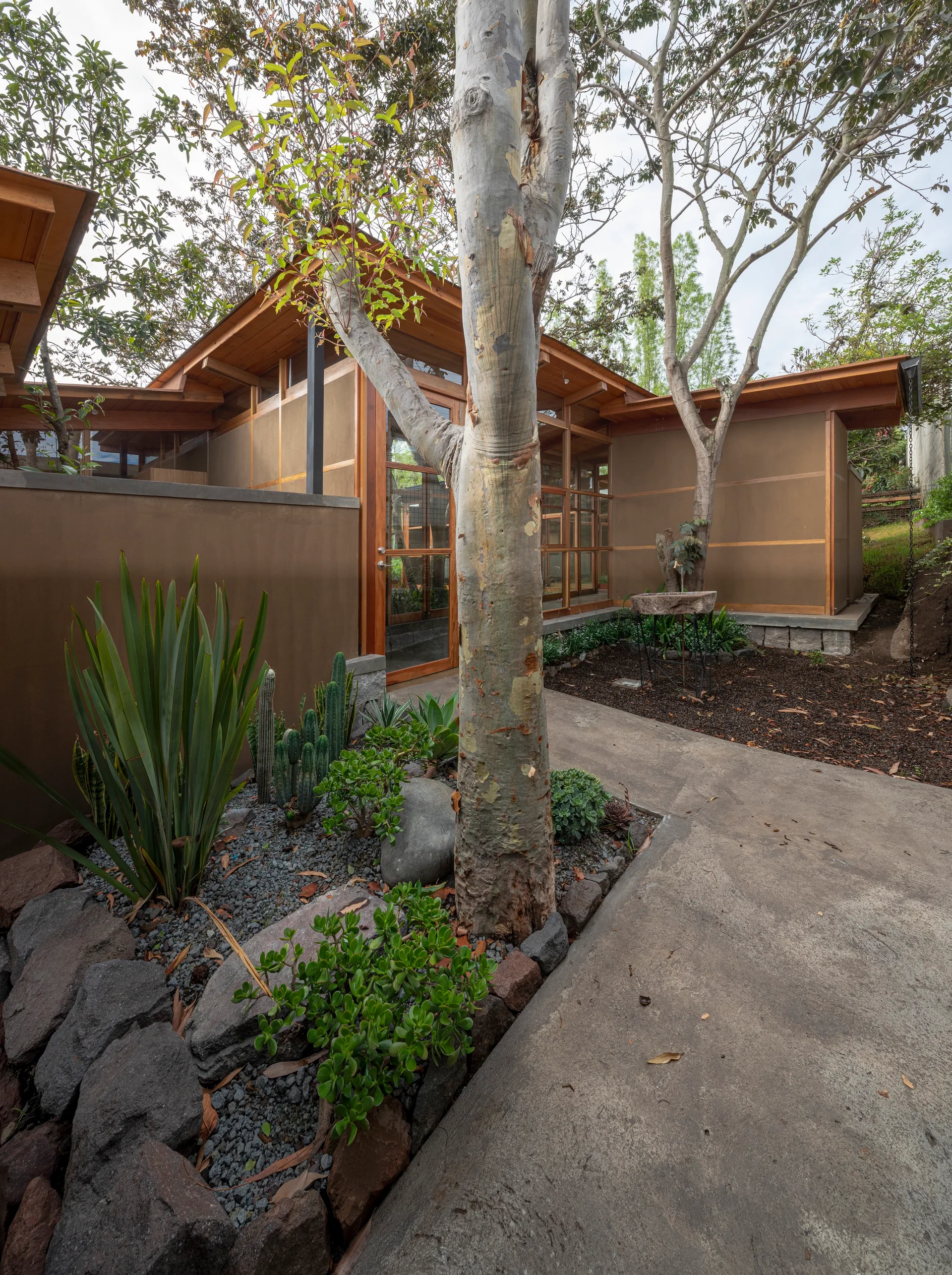 A concrete pathway curves past a mature tree and a succulent garden bed bordered by rough stones next to a modern wood-framed home.