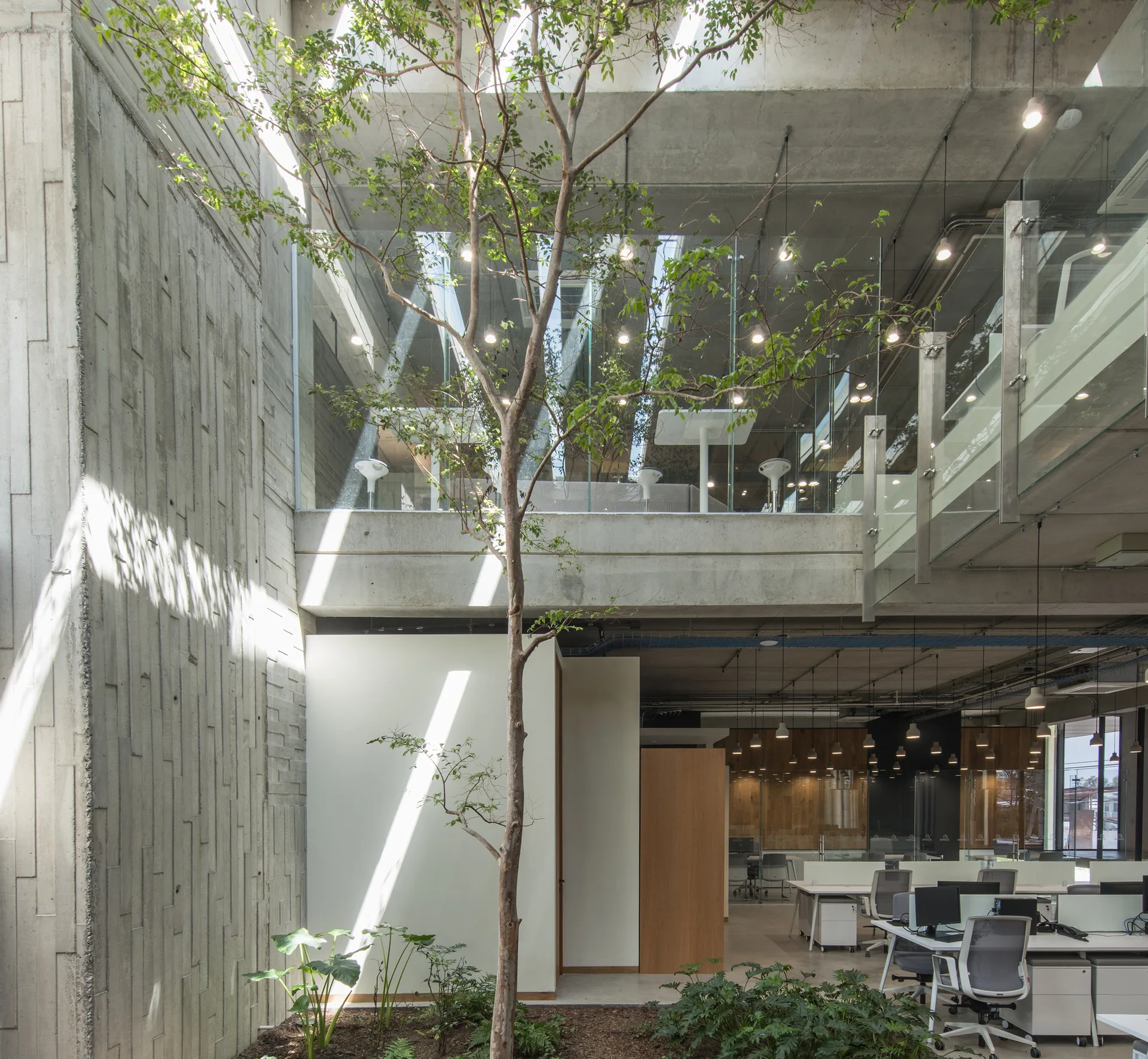 A double-height office atrium features a tall slender tree planted indoors, textured board-formed concrete walls, and open workstations.