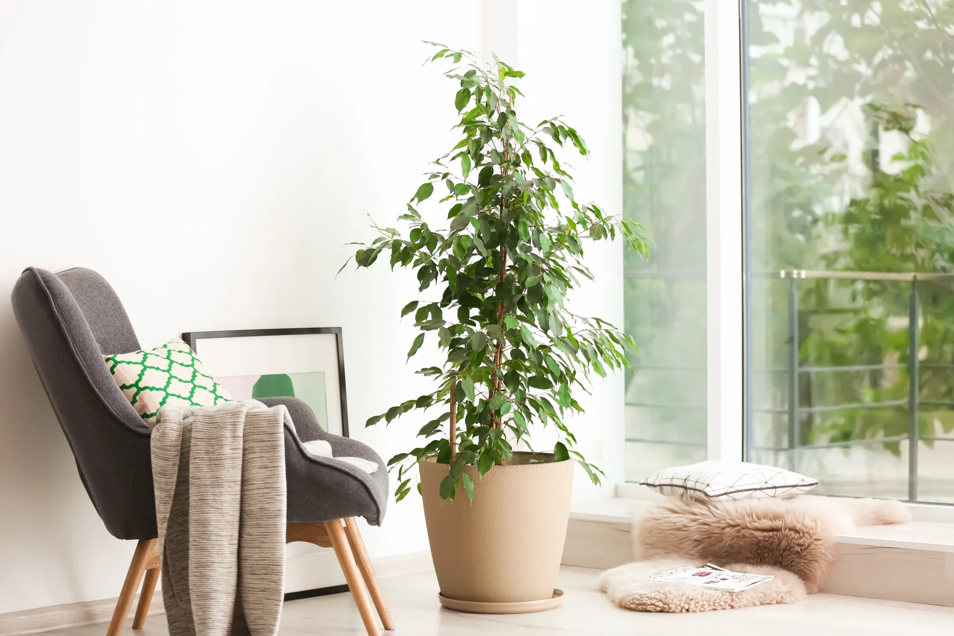 A grey armchair with a knitted throw sits next to a tall potted plant in a bright room with a large window and sheepskin rug.