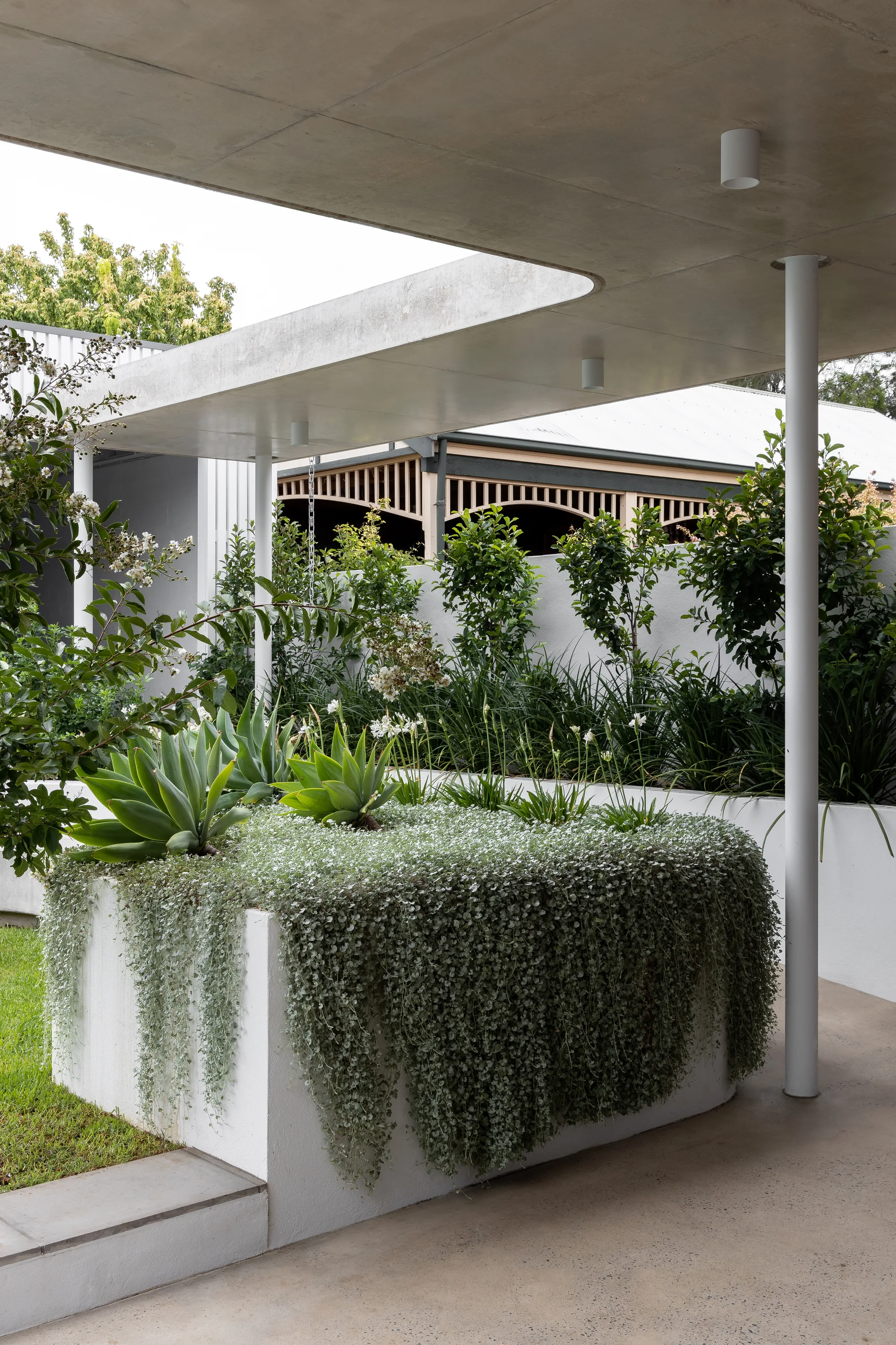 A covered outdoor walkway features a white raised concrete planter overflowing with green succulents and trailing silver plants under a grey concrete canopy.