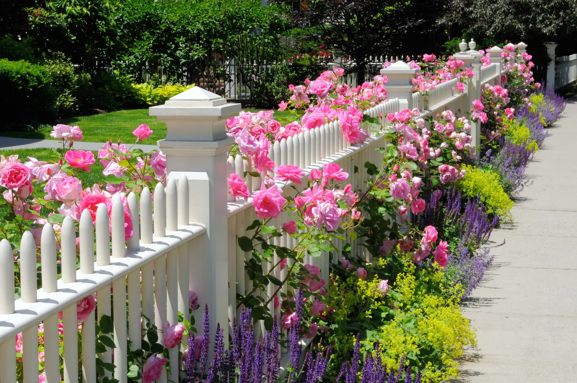 A white wooden picket fence is lined with climbing pink roses, purple salvia, and yellow flowers along a concrete sidewalk.