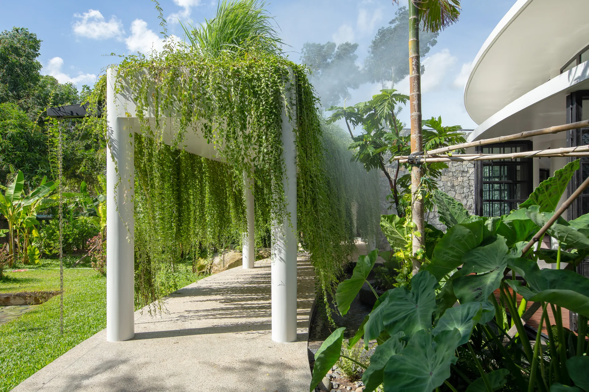 A paved walkway under a white modern pergola covered in dense trailing green vines in a lush tropical garden.