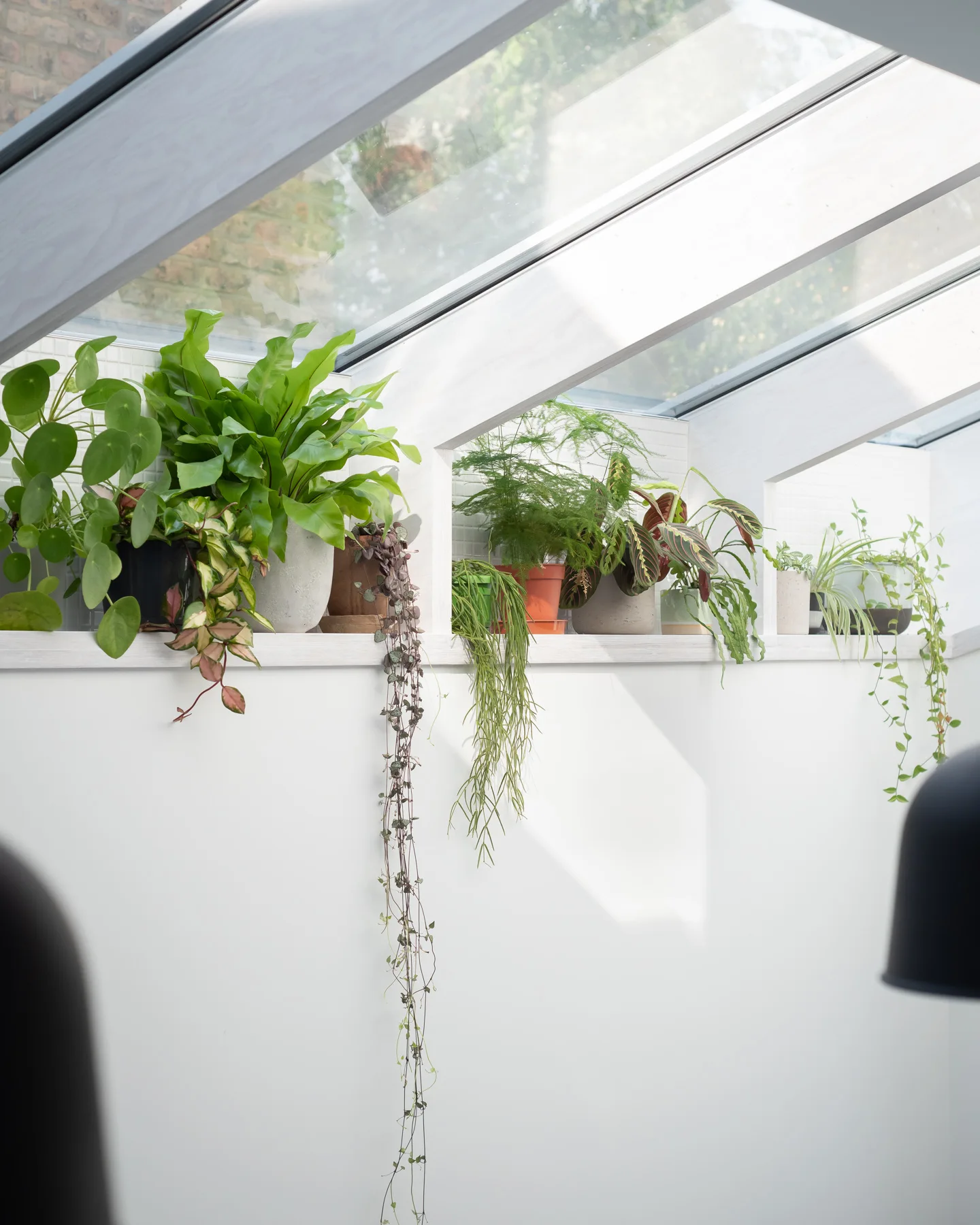 A variety of green potted indoor plants rests on a long white shelf situated beneath an angled glass skylight.