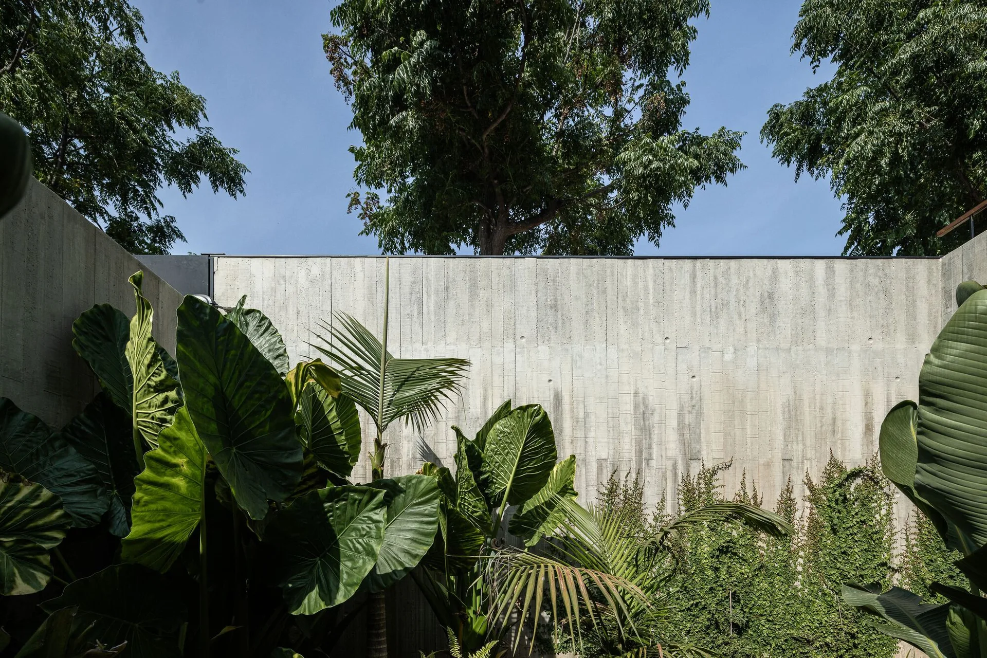 Tall board-formed concrete walls frame a lush outdoor garden featuring large elephant ear plants, a small palm, and green climbing vines.